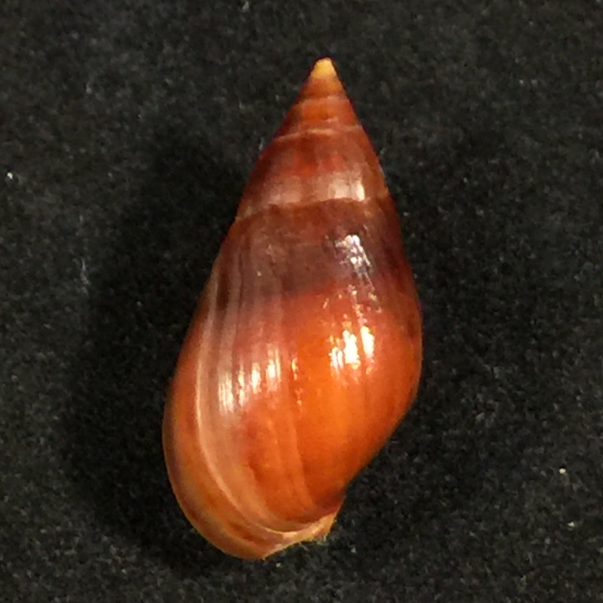 Melanopsis foleyi Pallary, 1920 -19,5mm