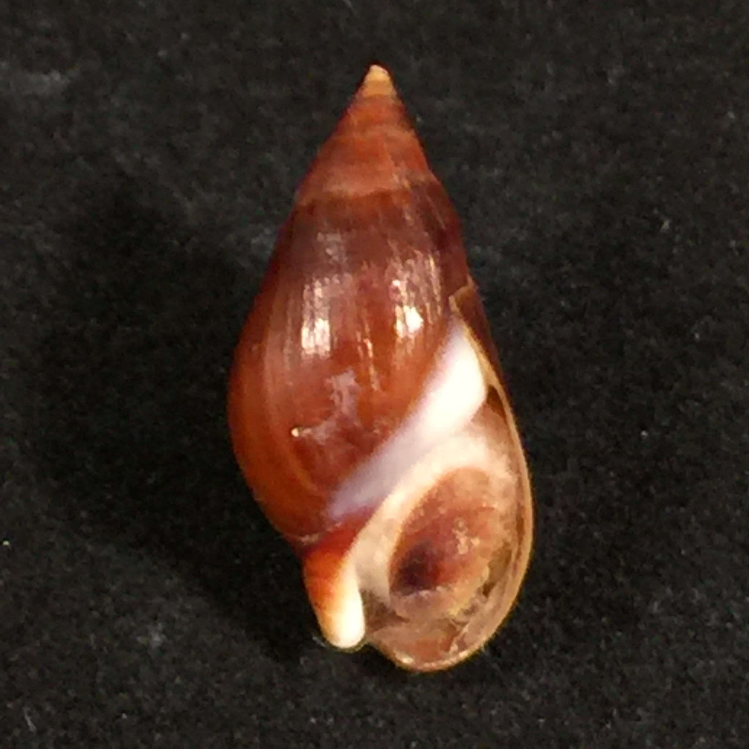 Melanopsis foleyi Pallary, 1920 -19,5mm