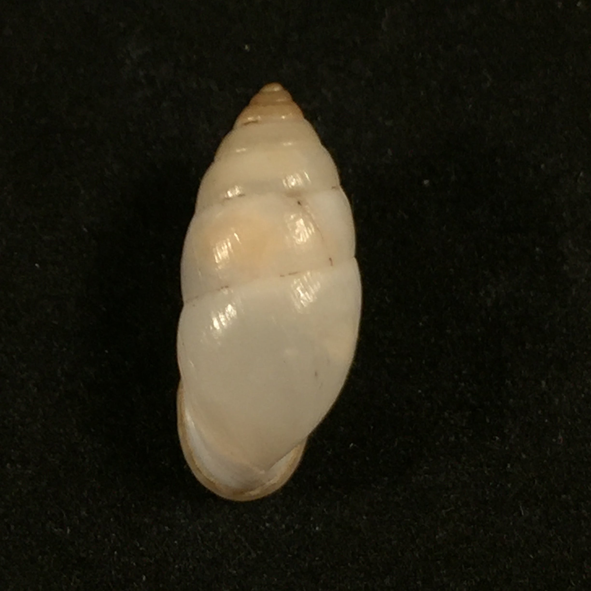 Plagiodontes denatus (W. Wood, 1828) - 20,4mm