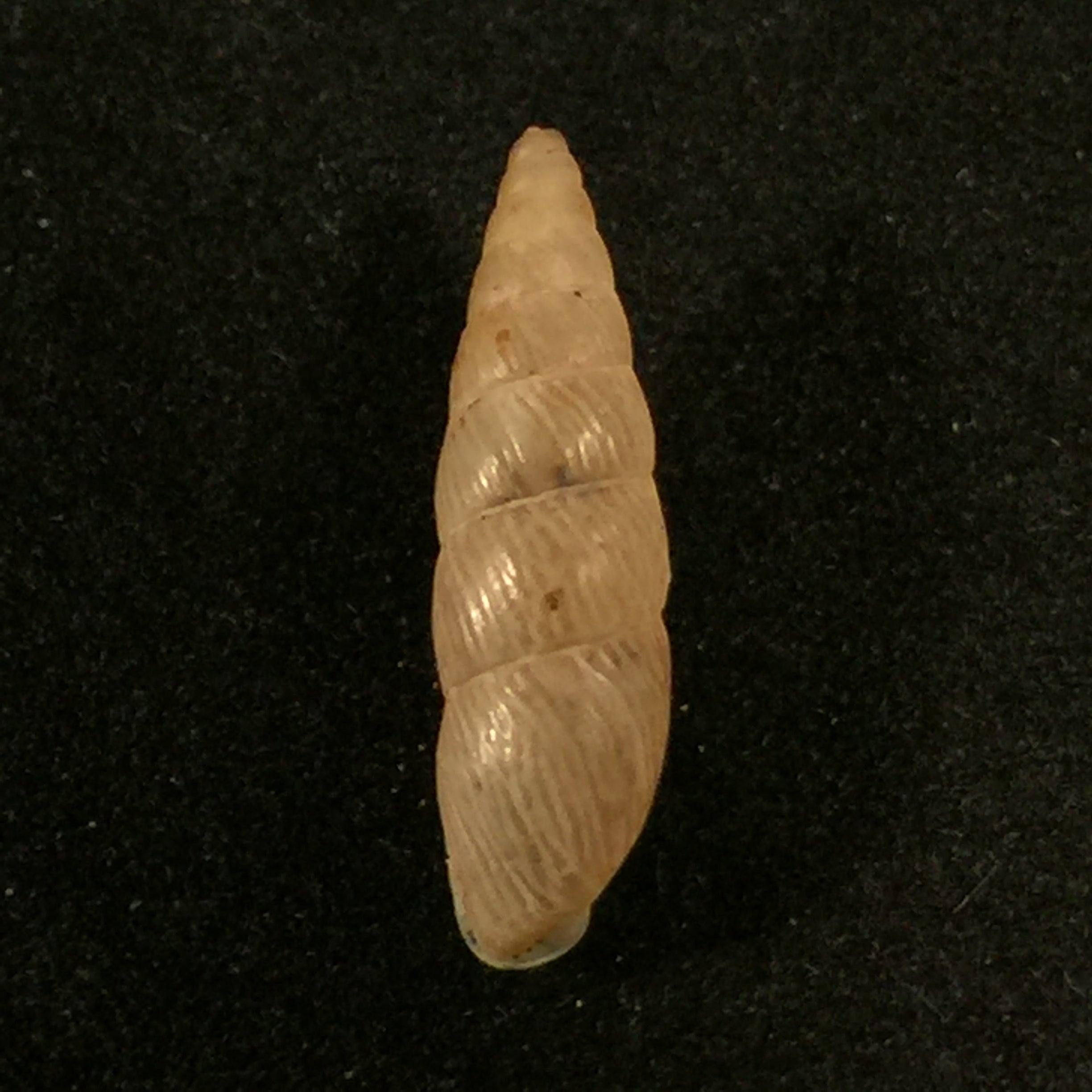 Clessinia neglecta (Pfeiffer, 1847) - 16,8mm