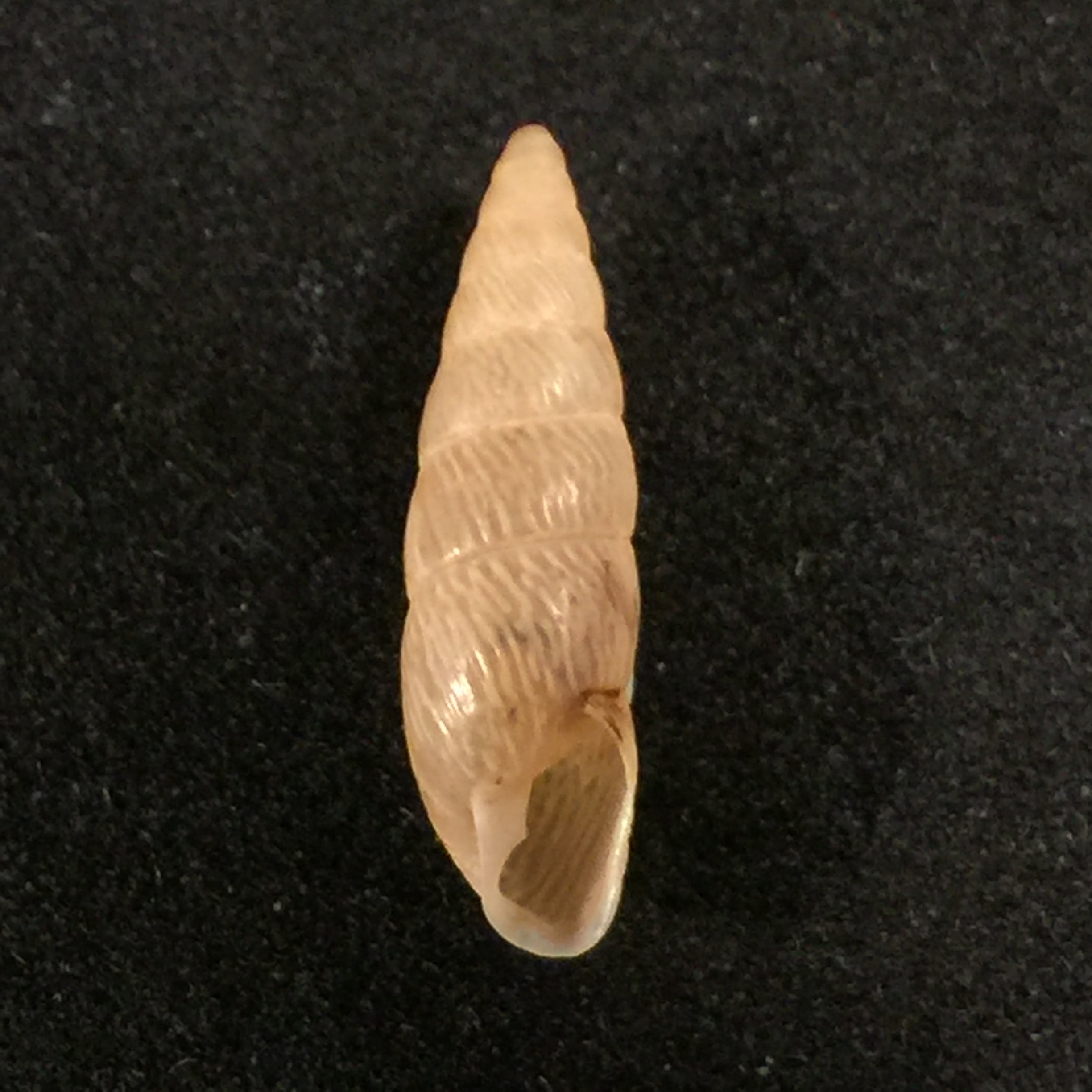 Clessinia neglecta (Pfeiffer, 1847) - 16,8mm