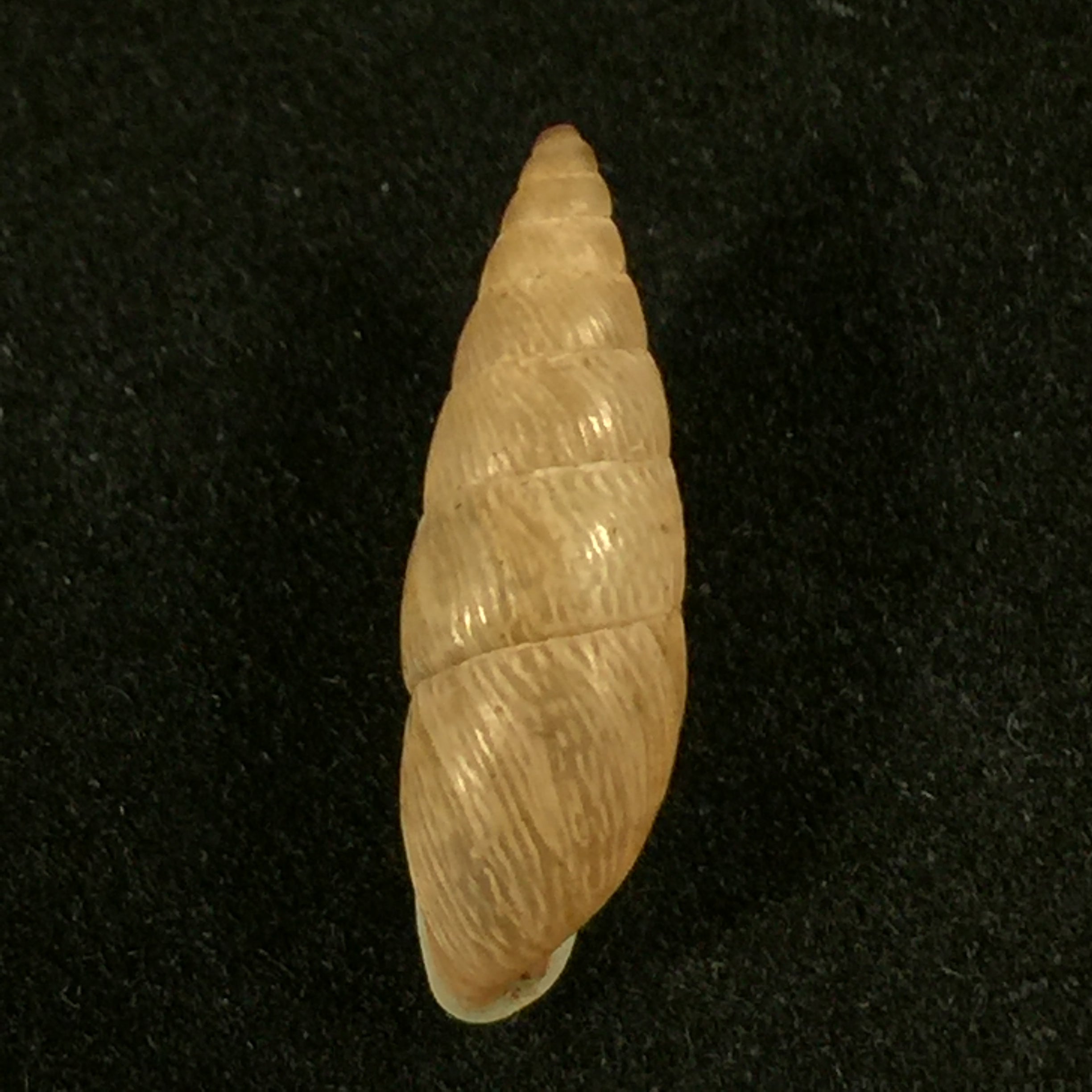 Clessinia neglecta (Pfeiffer, 1847) - 16,9mm