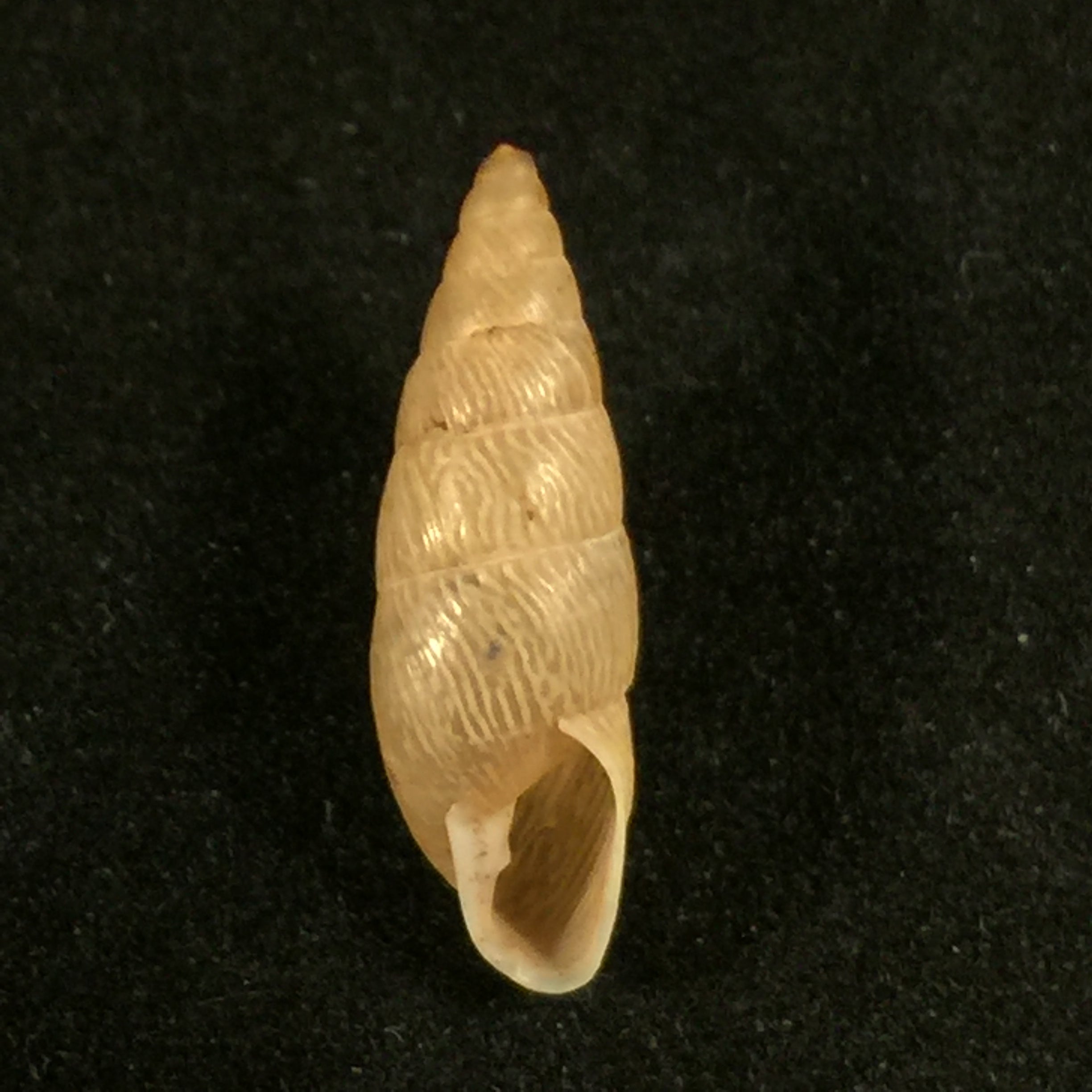 Clessinia neglecta (Pfeiffer, 1847) - 16,9mm