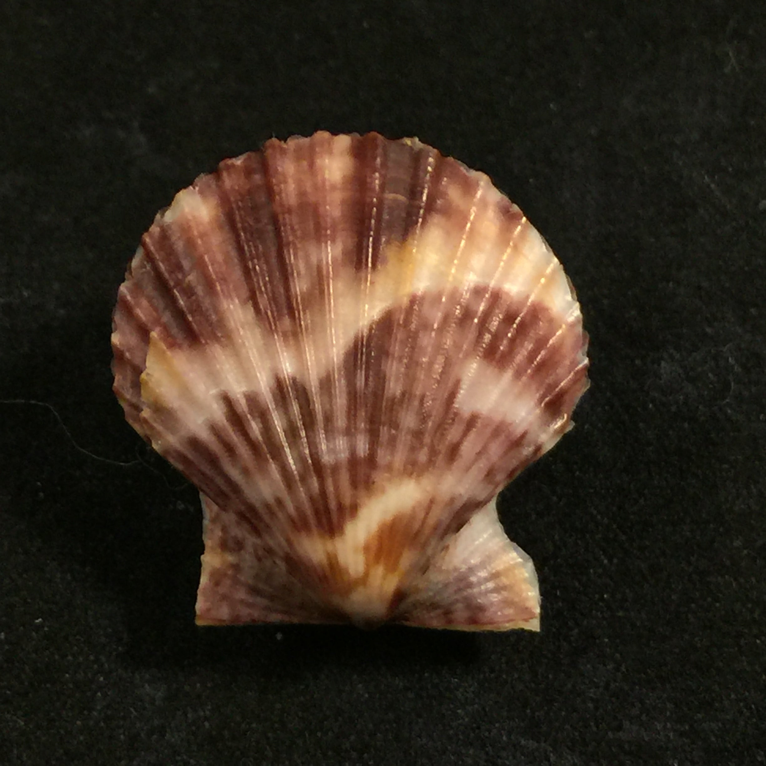 Volachlamys fultoni (GB Sowerby III, 1904)