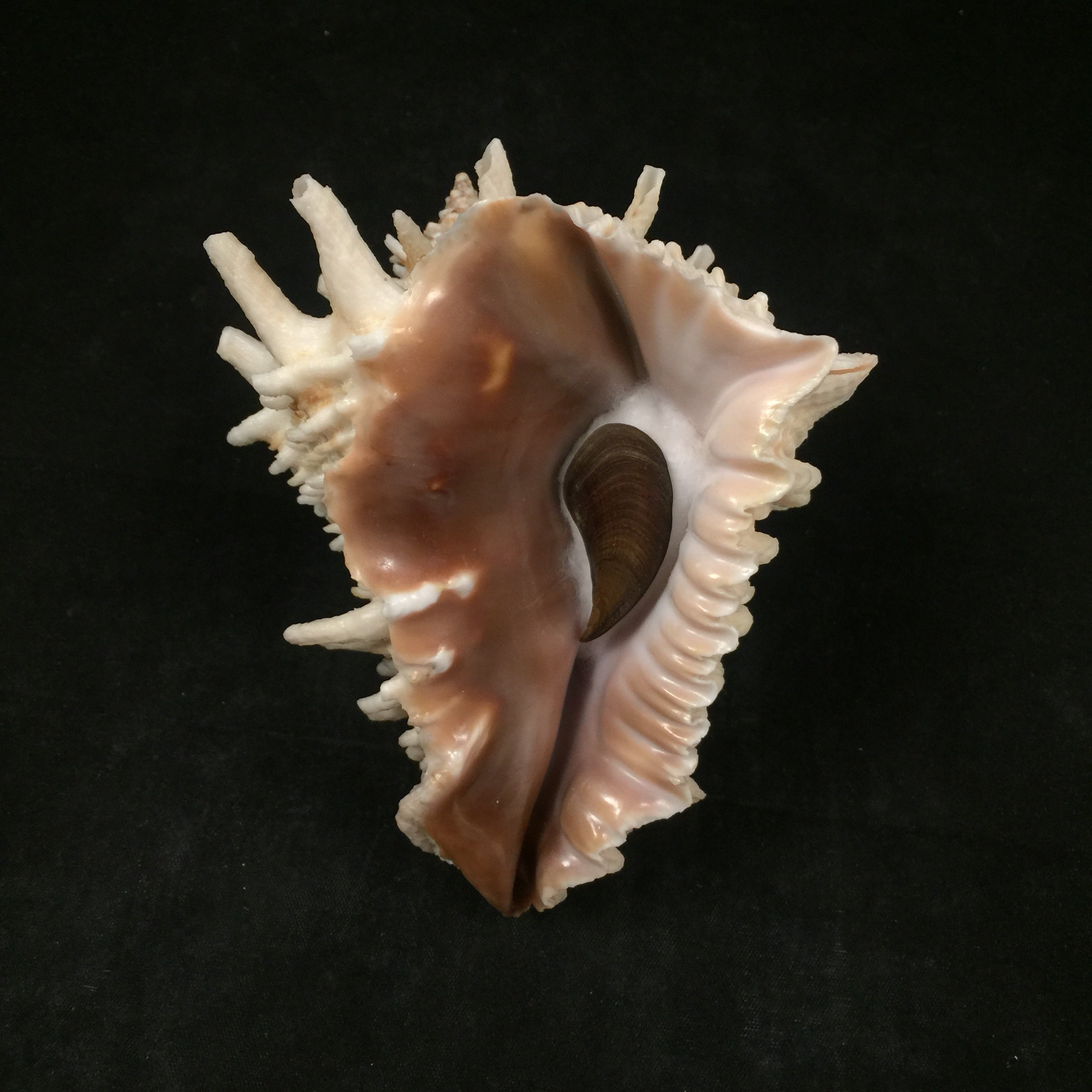 Aristovasum cassiforme (Kiener, 1840) - 110,7mm