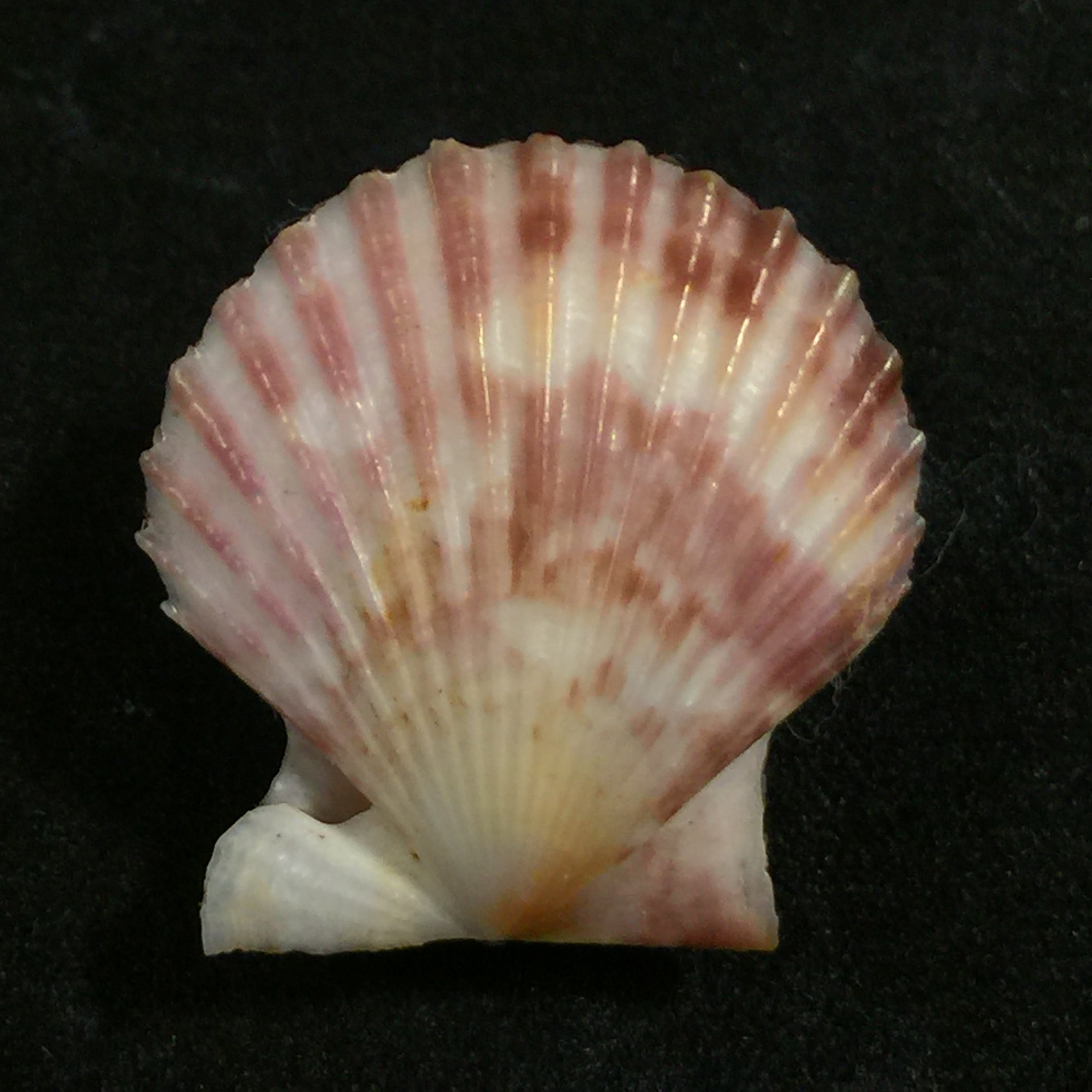 Volachlamys fultoni (GB Sowerby III, 1904)