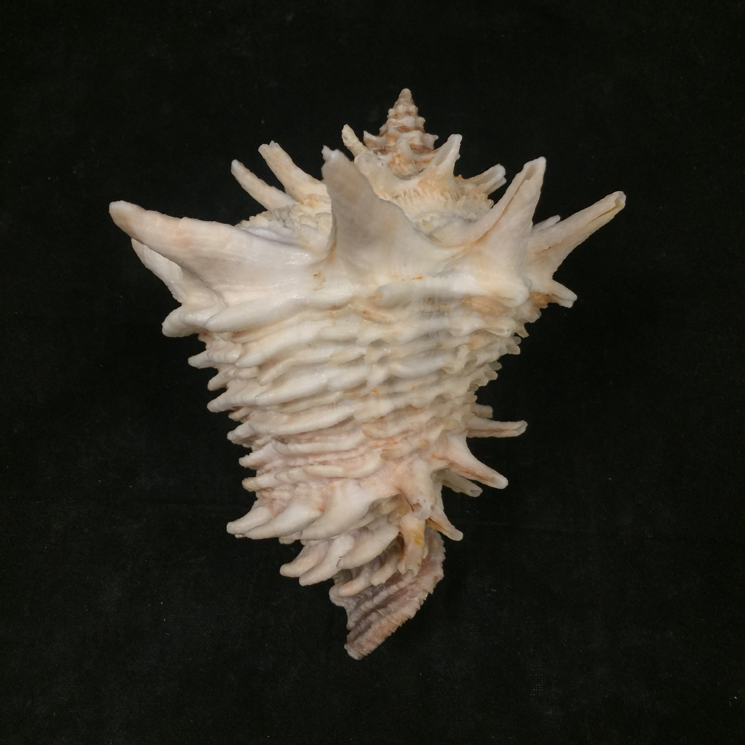 Aristovasum cassiforme (Kiener, 1840) - 110,7mm