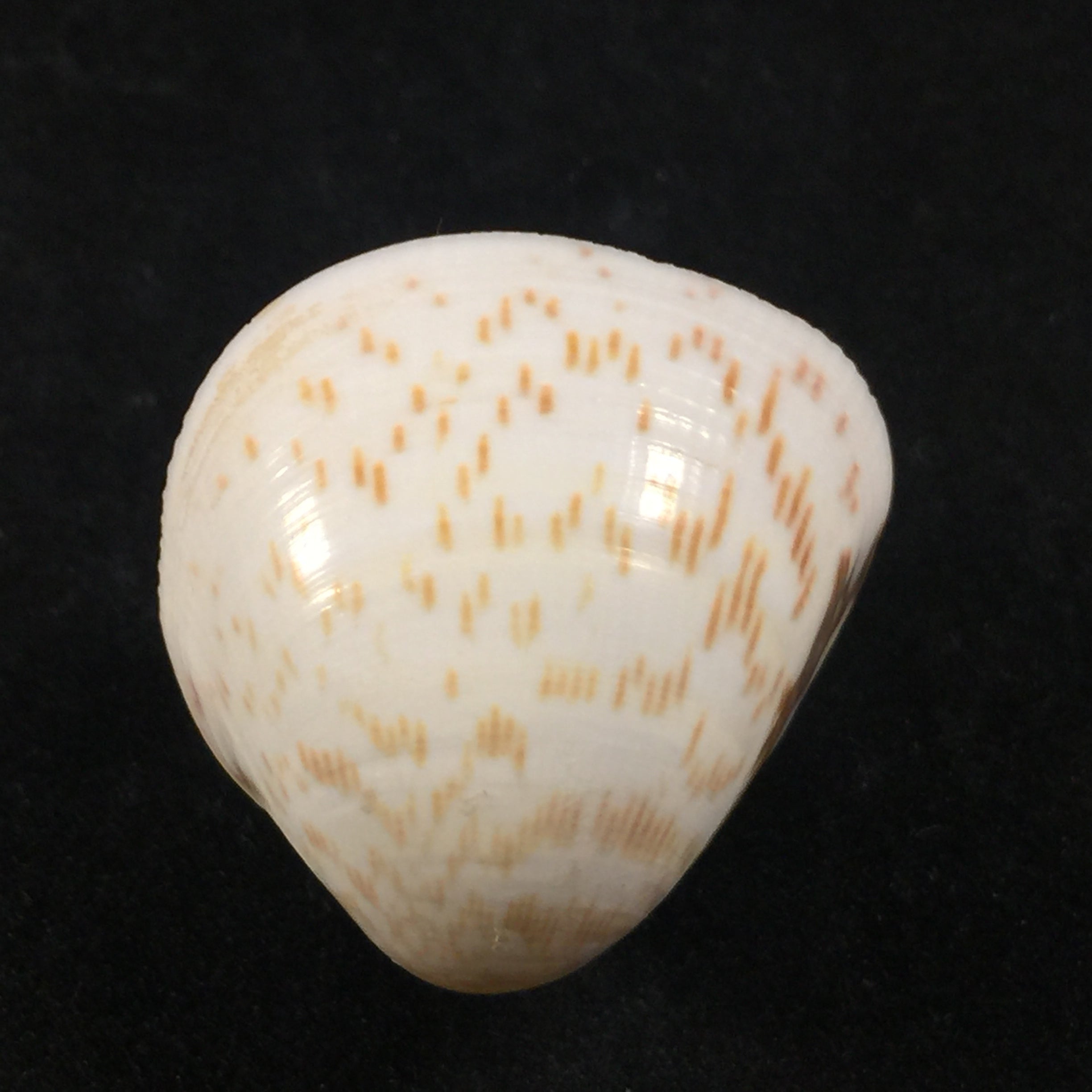 Laevicardium brasilianum(拉马克,1819)