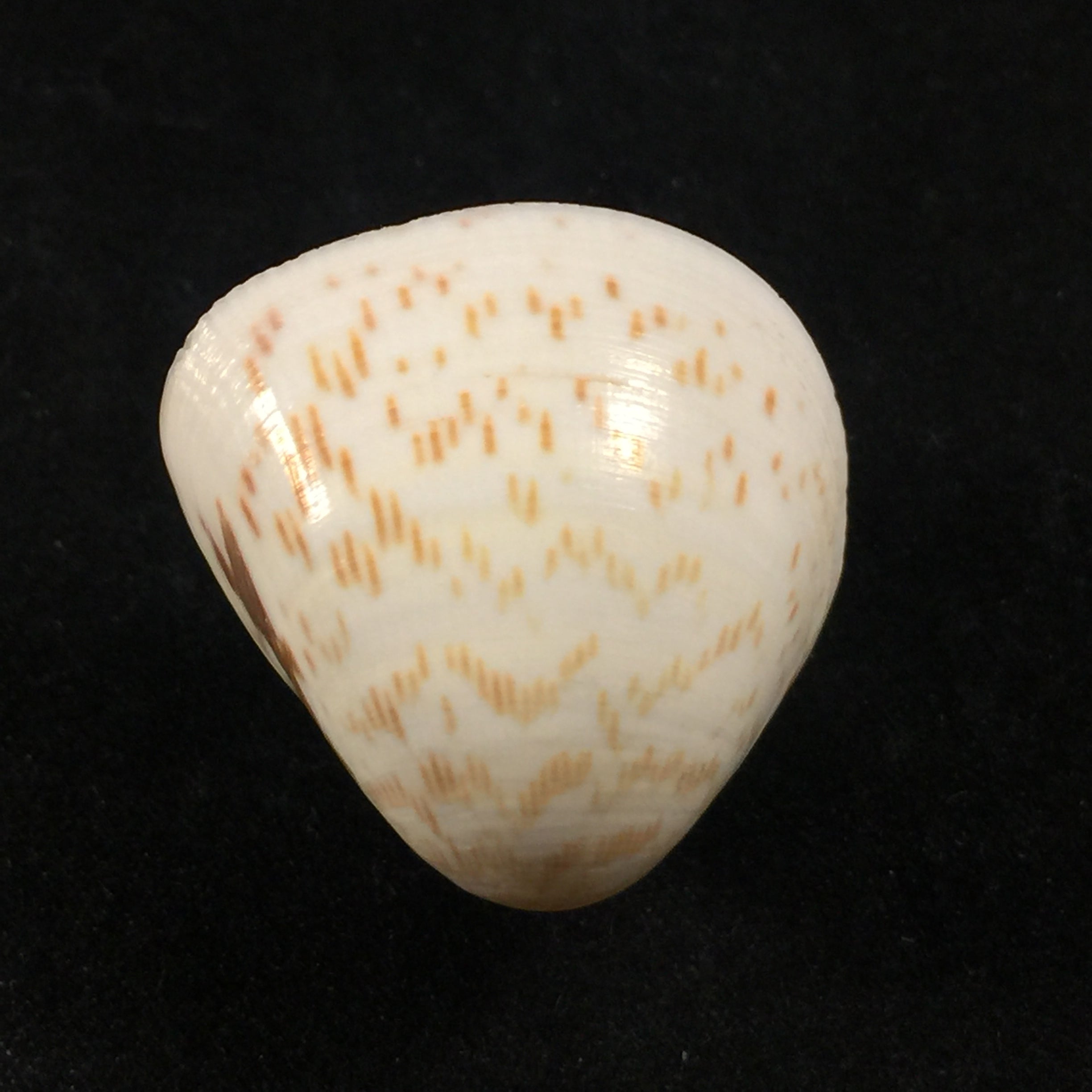 Laevicardium brasilianum(拉马克,1819)