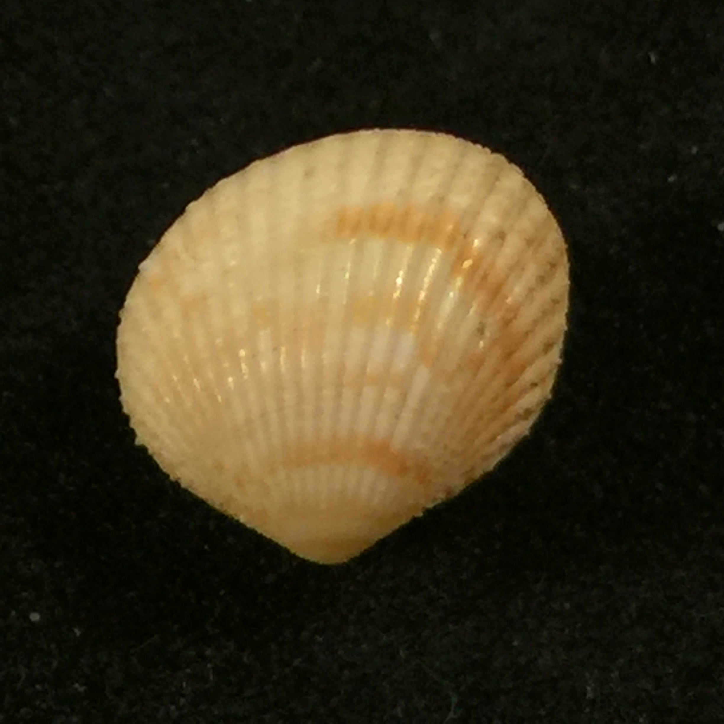 Parvicardium turtoni(Sowerby,1894)