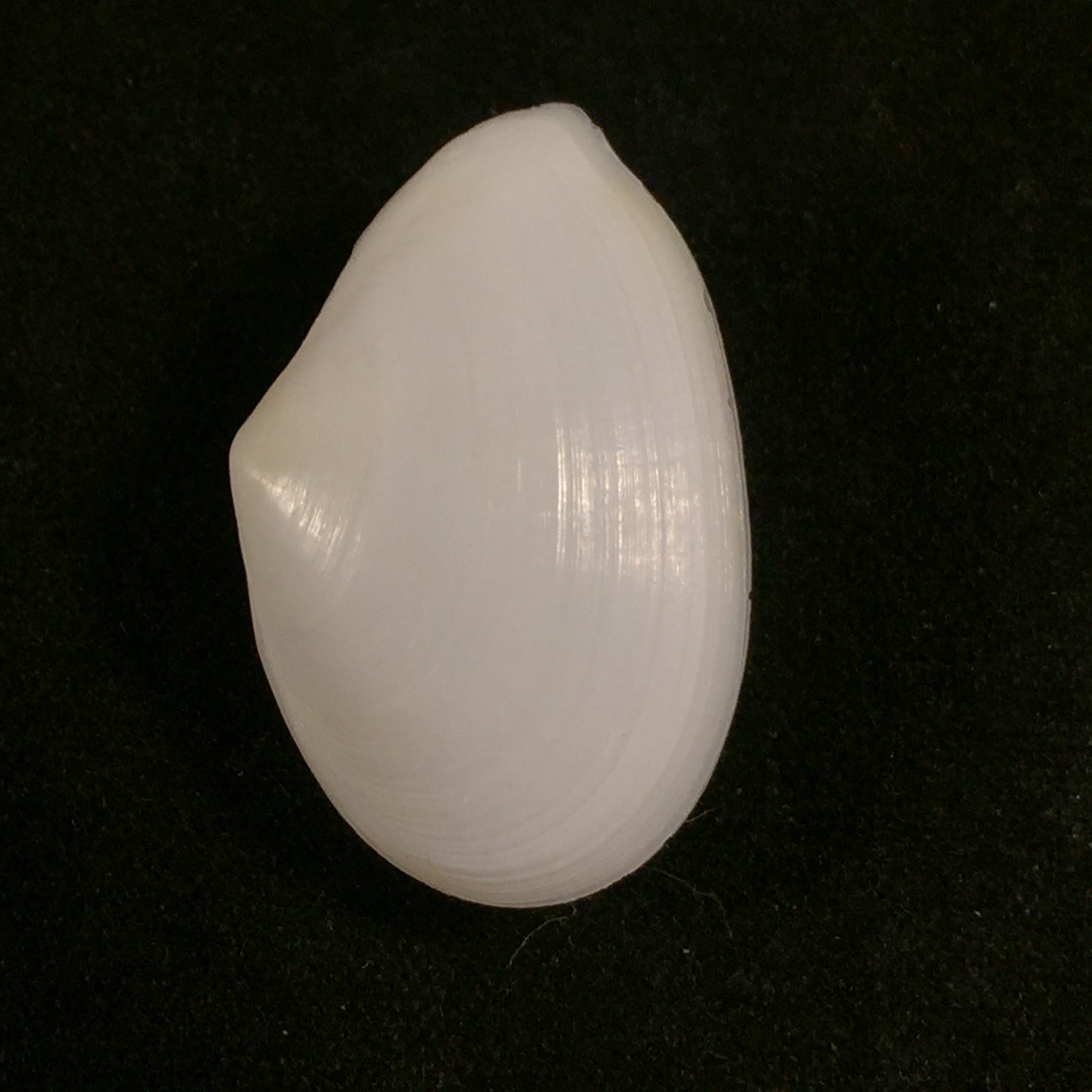 Eurytellina lineata (W. Turton, 1819) - 25,2mm