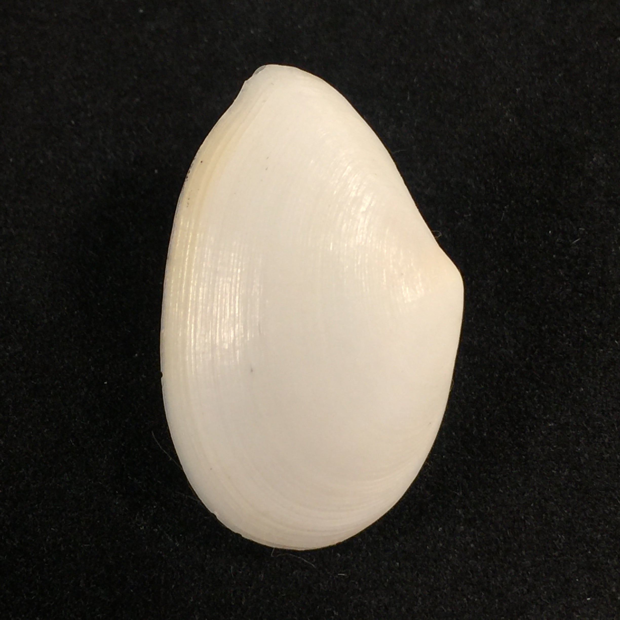Eurytellina lineata (W. Turton, 1819) - 25,2mm
