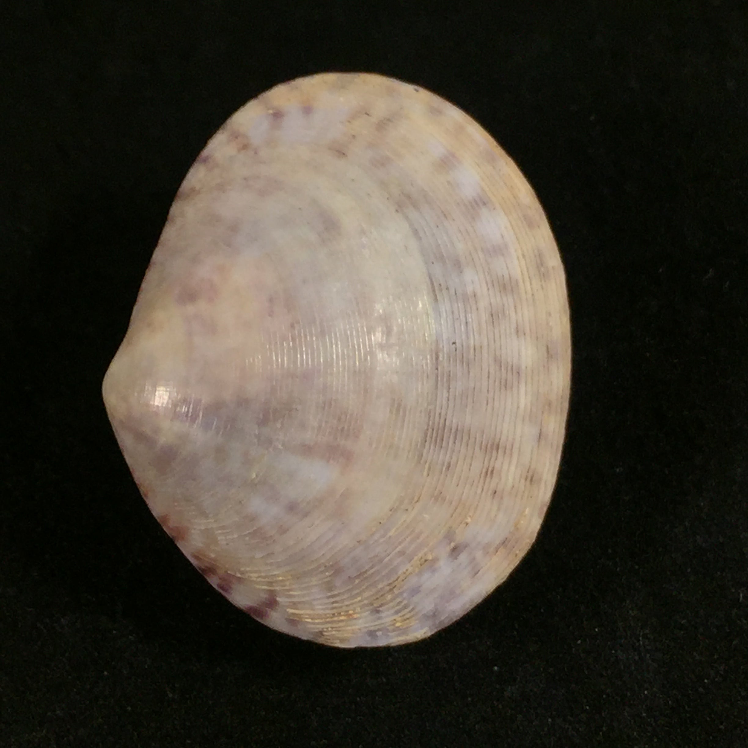 Semele purpurascens (Gmelin, 1791)