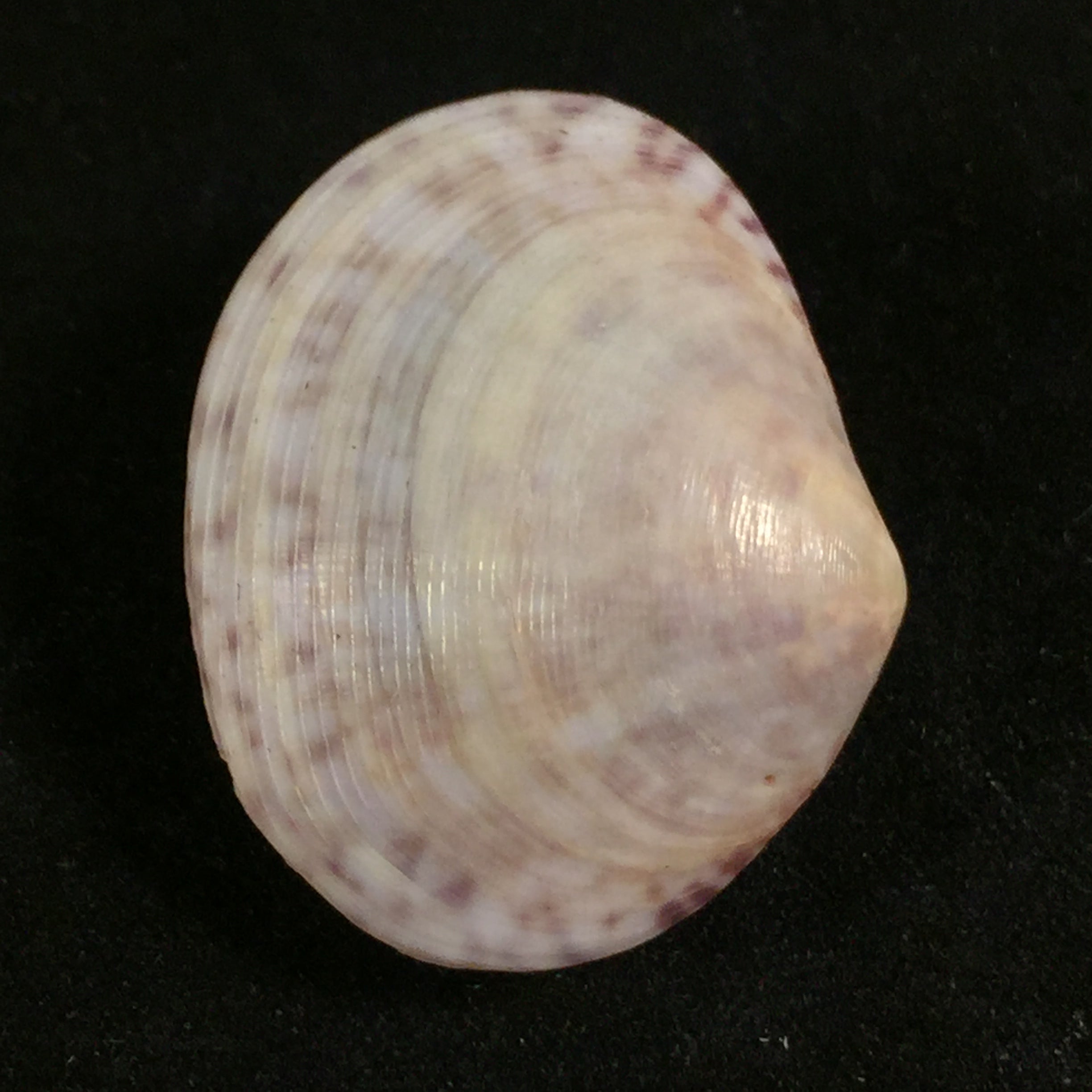 Semele purpurascens (Gmelin, 1791)