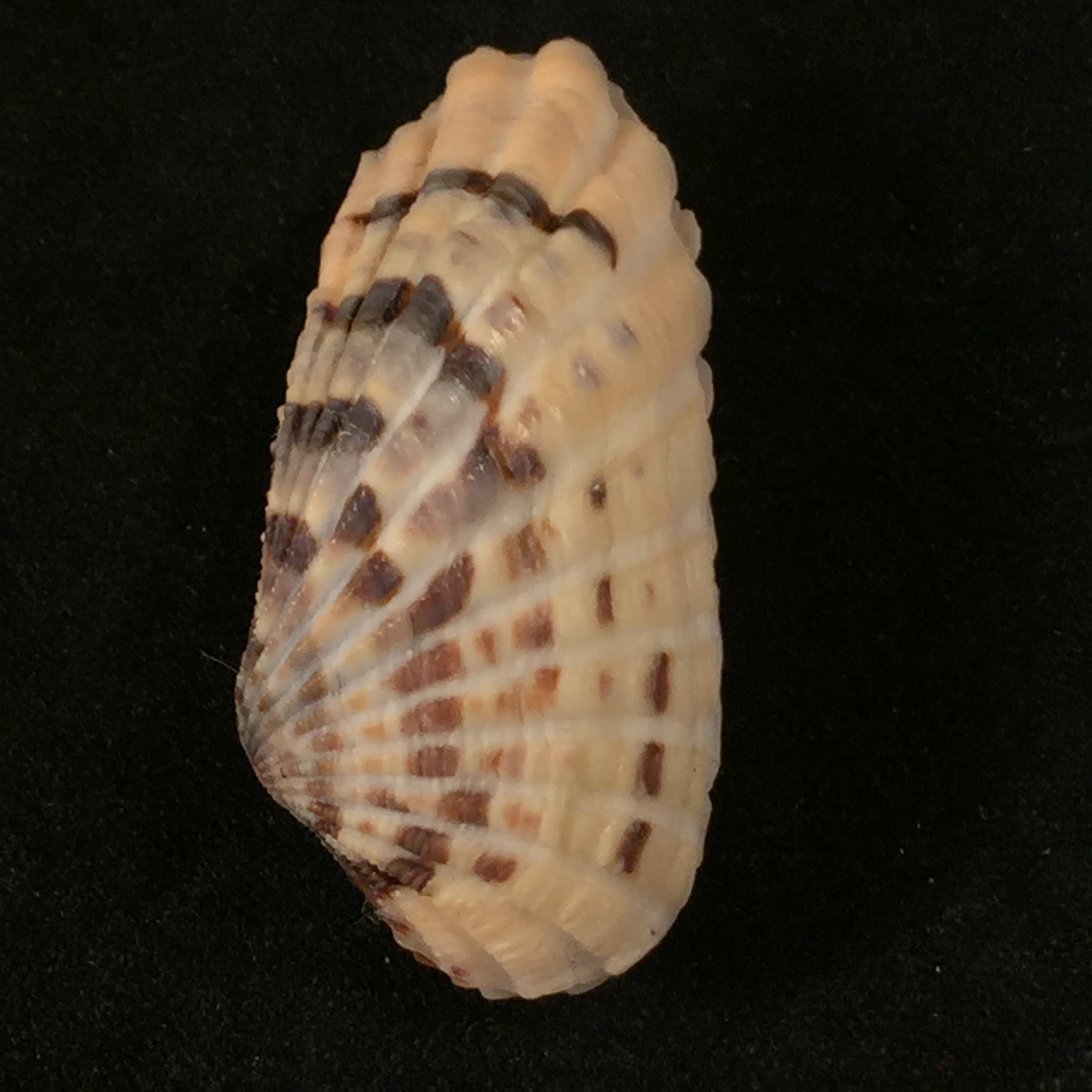 Carditamera radiata (GB Sowerby I, 1833) - 34,3mm