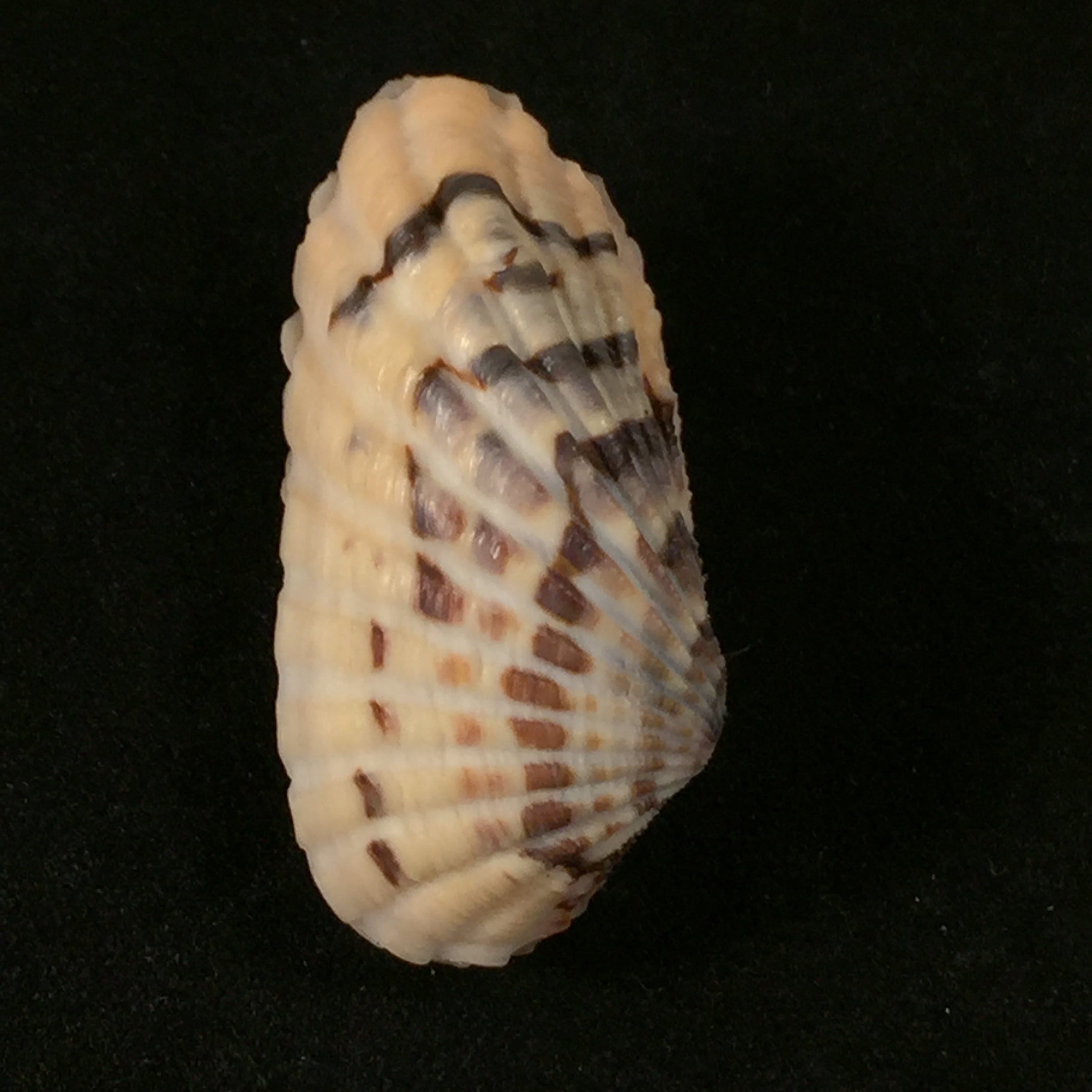 Carditamera radiata (GB Sowerby I, 1833) - 34,3mm