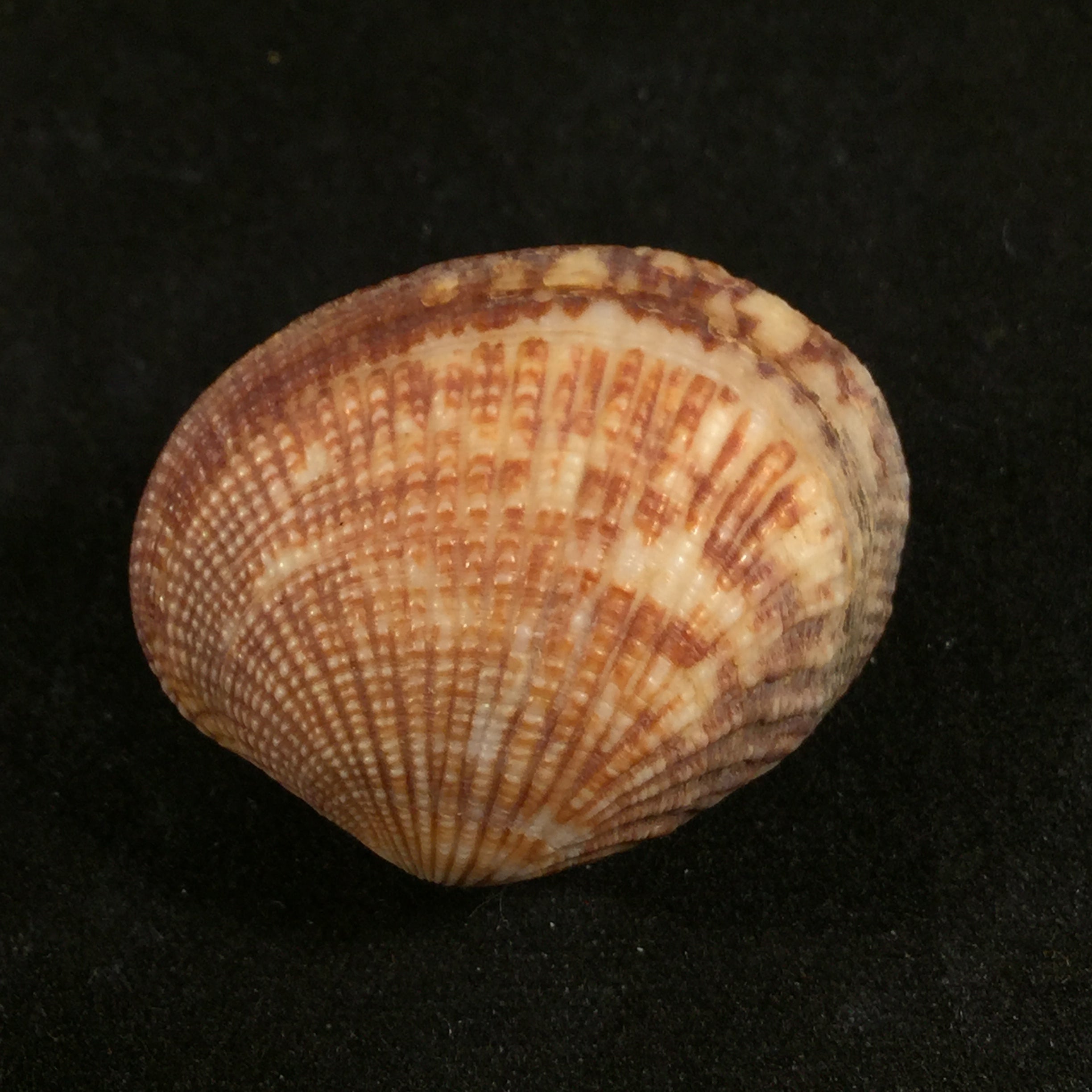 梳状海葵(Linnaeus, 1758)- 31毫米