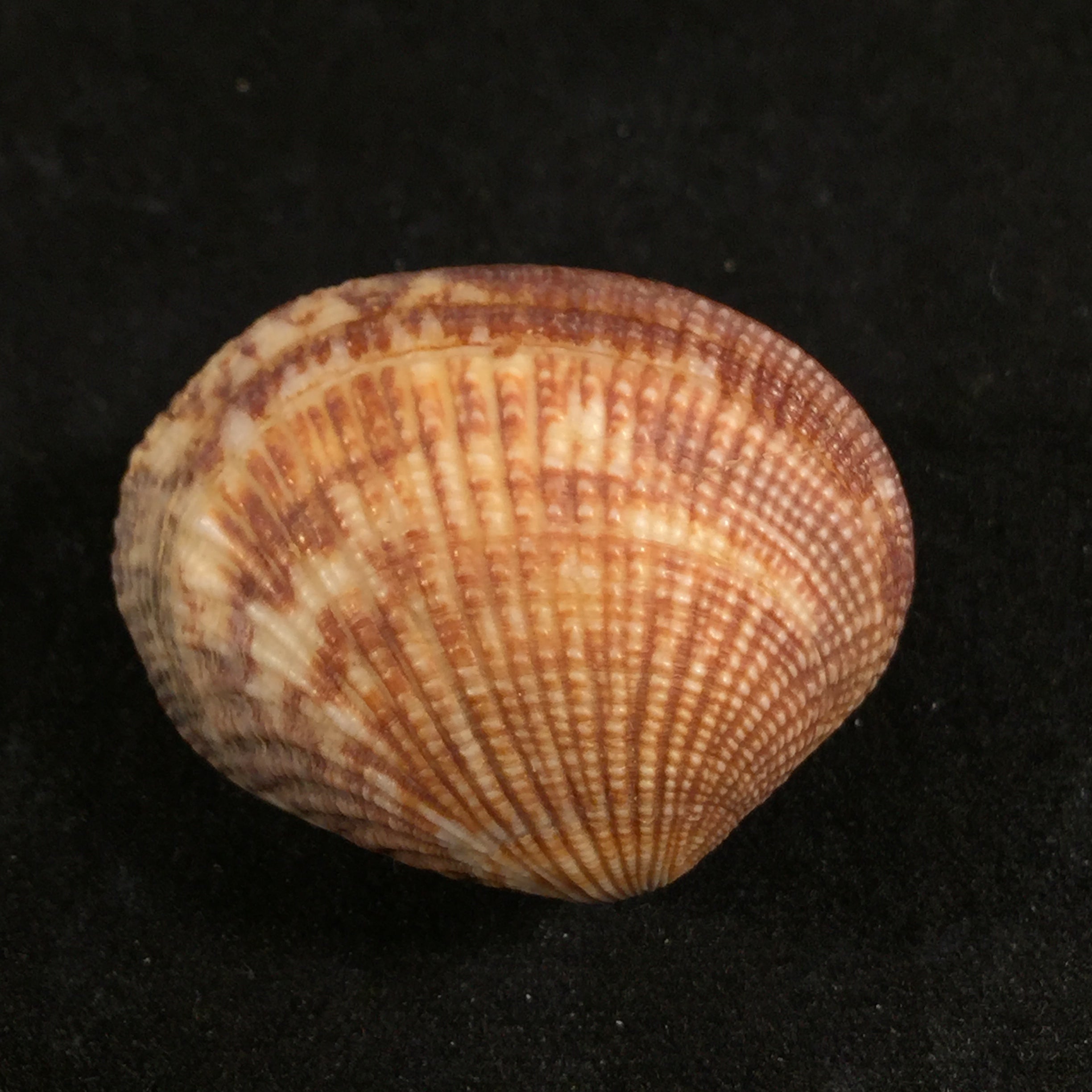 梳状海葵(Linnaeus, 1758)- 31毫米