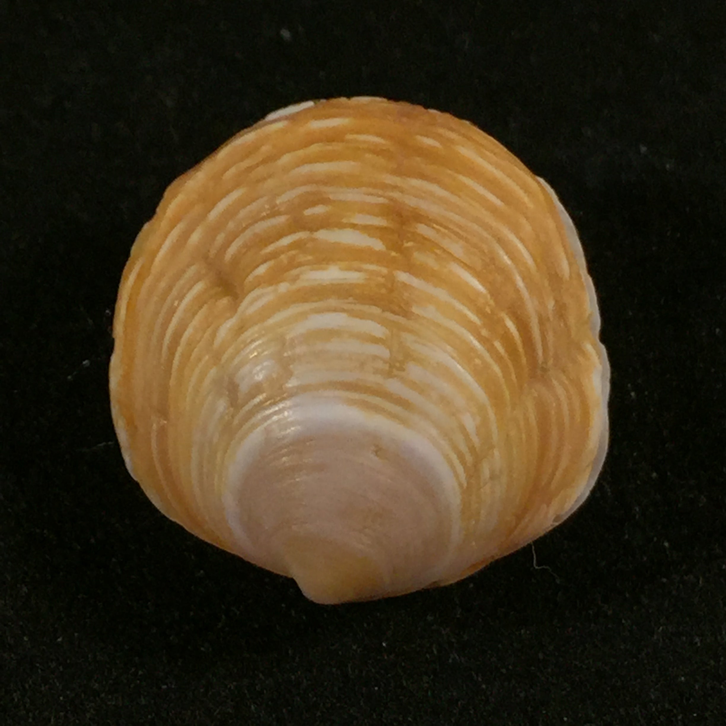 Ungulina cuneata (Spengler, 1798)