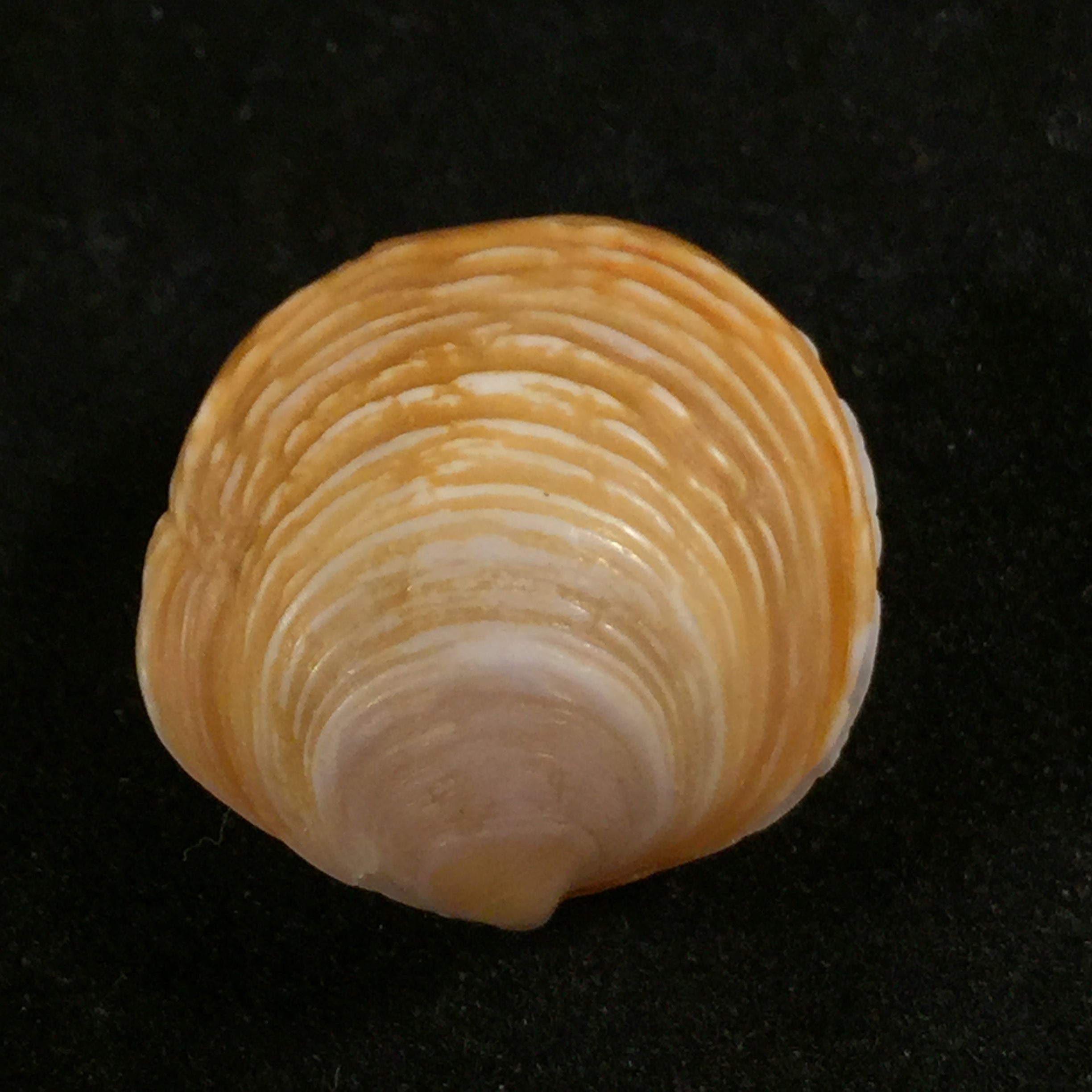 Ungulina cuneata (Spengler, 1798)
