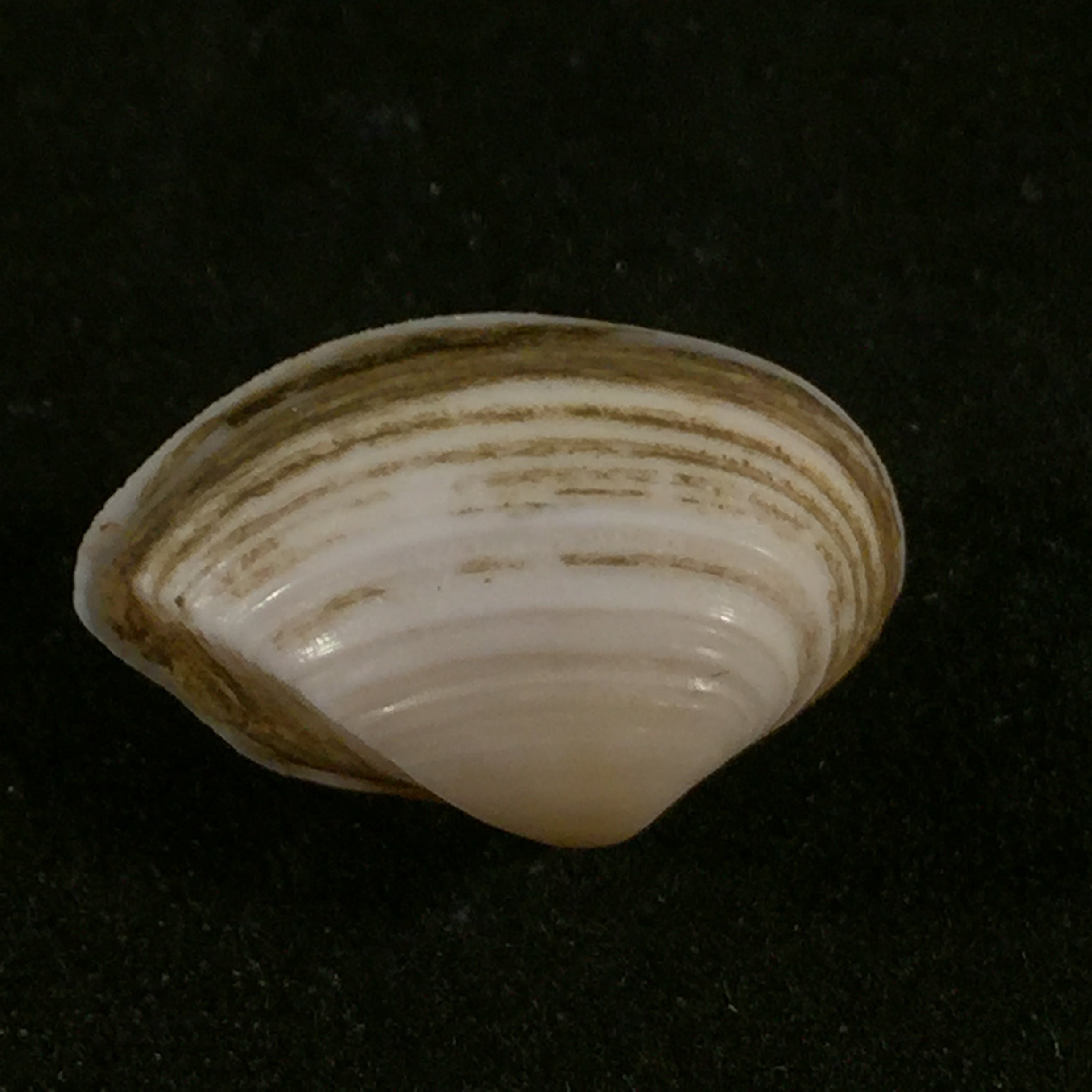 Corbula fortisulcata EA Smith, 1879 - 19mm