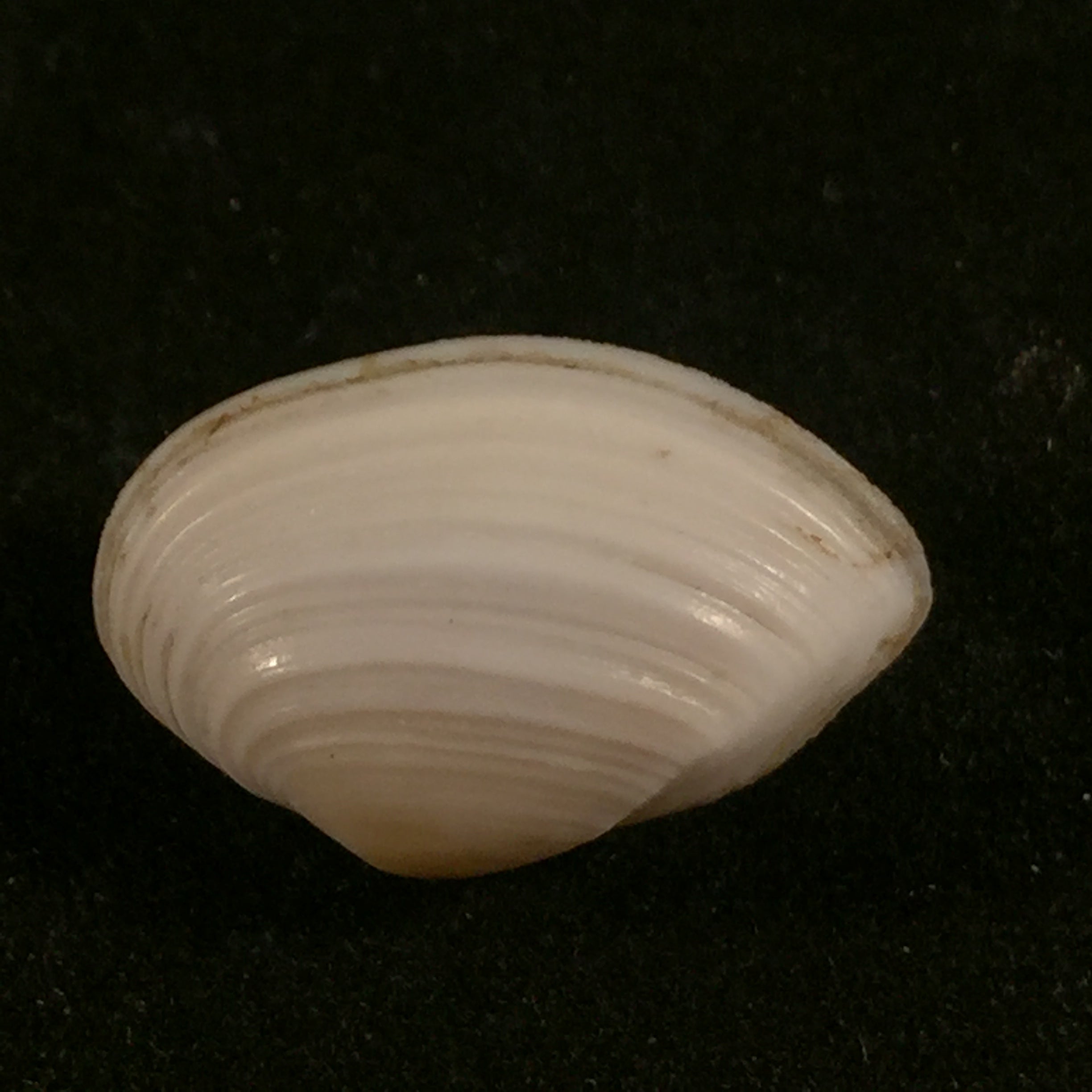 Corbula fortisulcata EA Smith, 1879 - 19mm