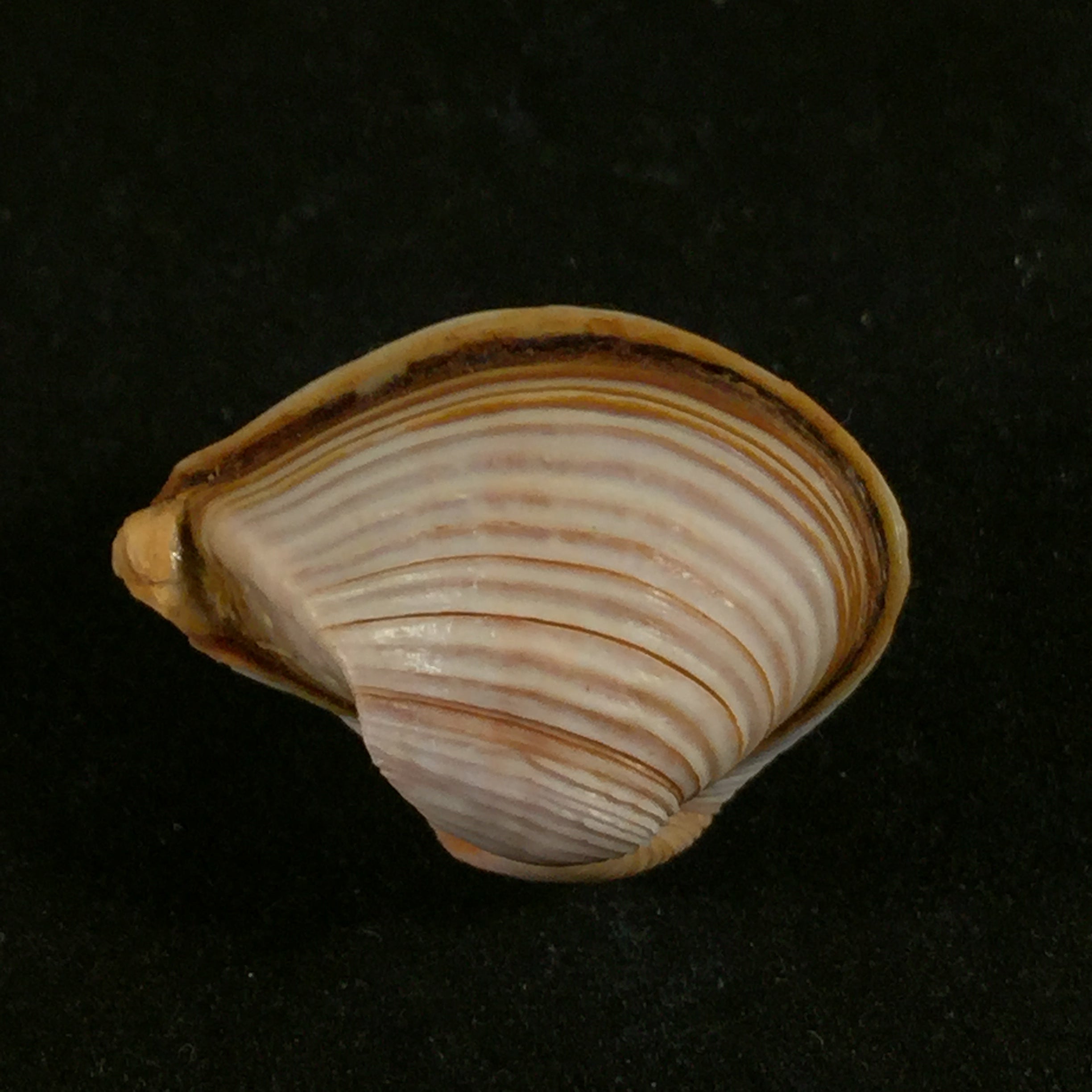 Corbula sulcata 拉马克,1801 - 24,8mm