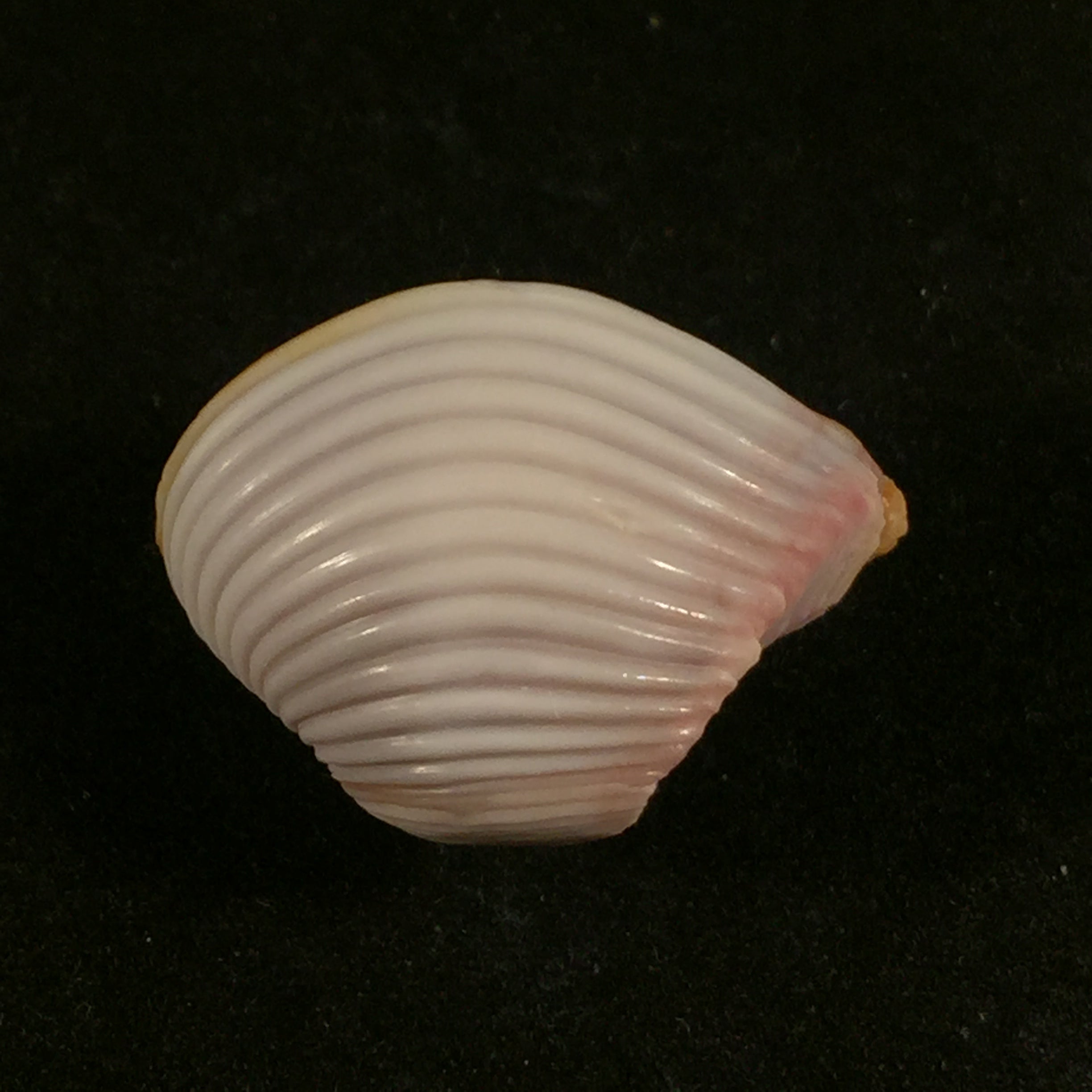 Corbula sulcata 拉马克,1801 - 24,8mm