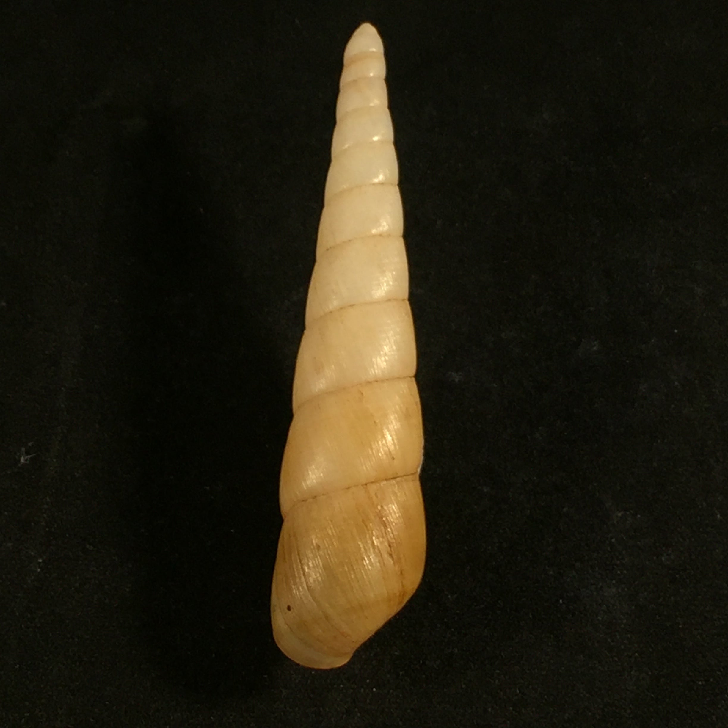 Obeliscus carphodes planospira Pfeiffer, 1851 - 65,8mm