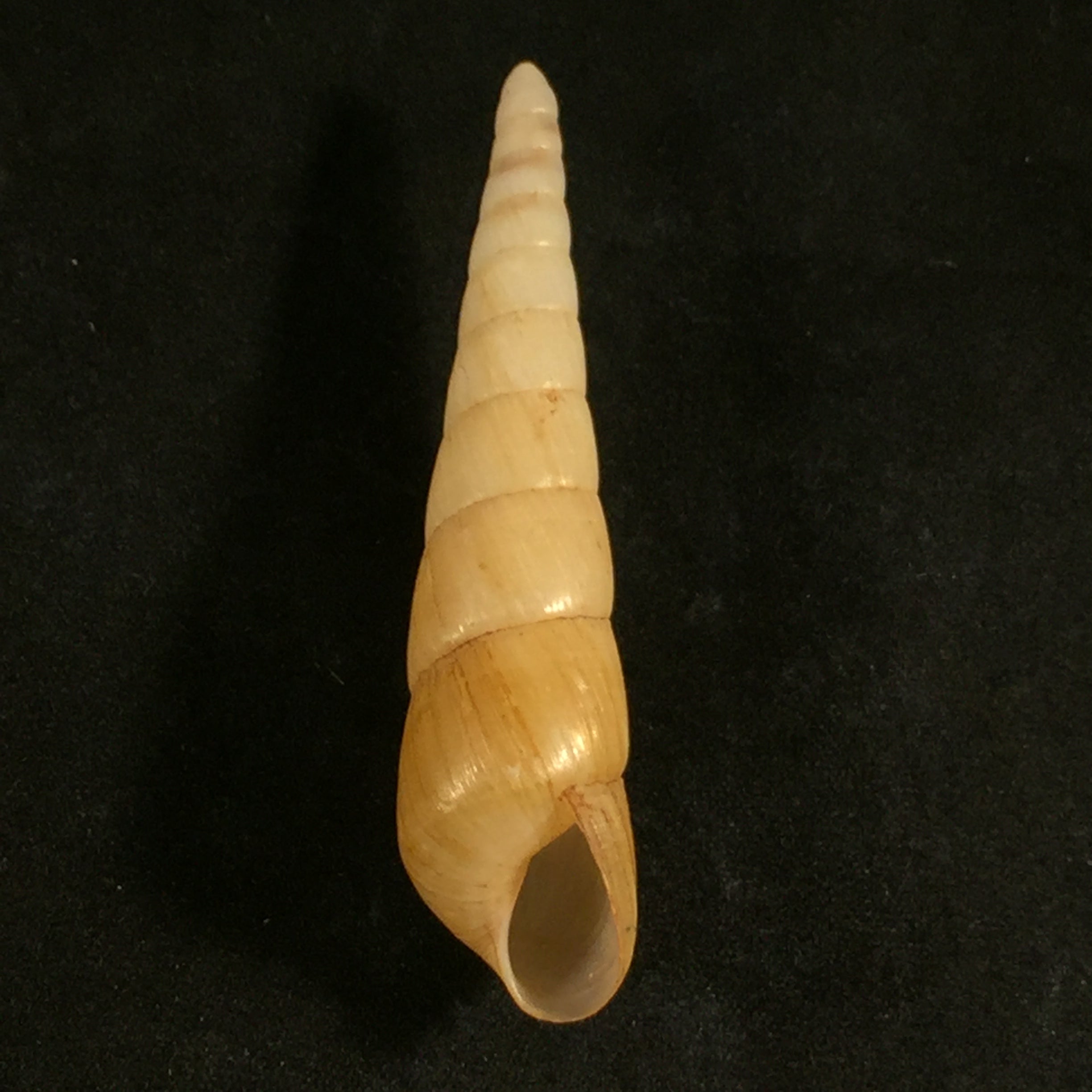 Obeliscus carphodes planospira Pfeiffer, 1851 - 65,8mm