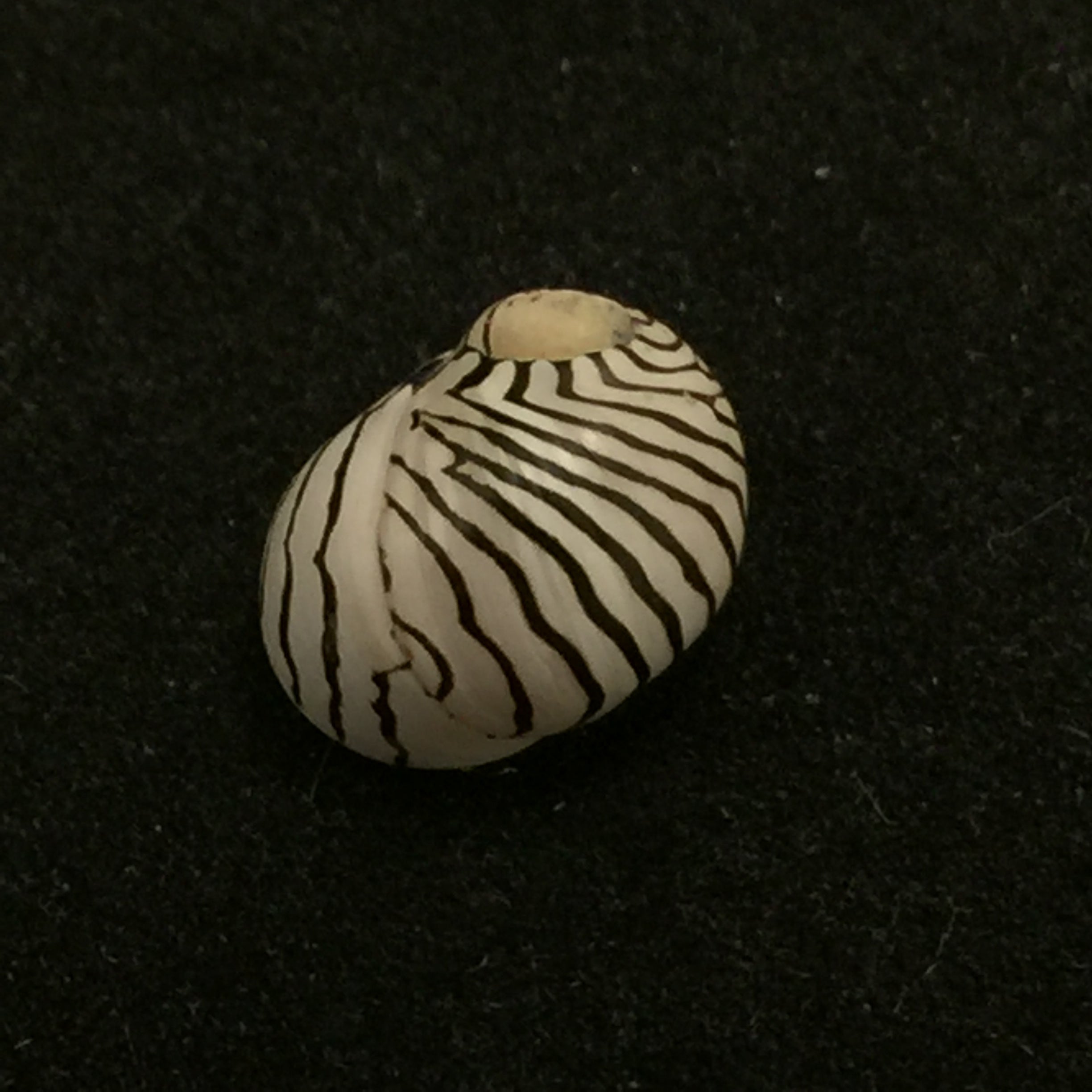 Puperita pupa (Linnaeus, 1758) - 10,3mm