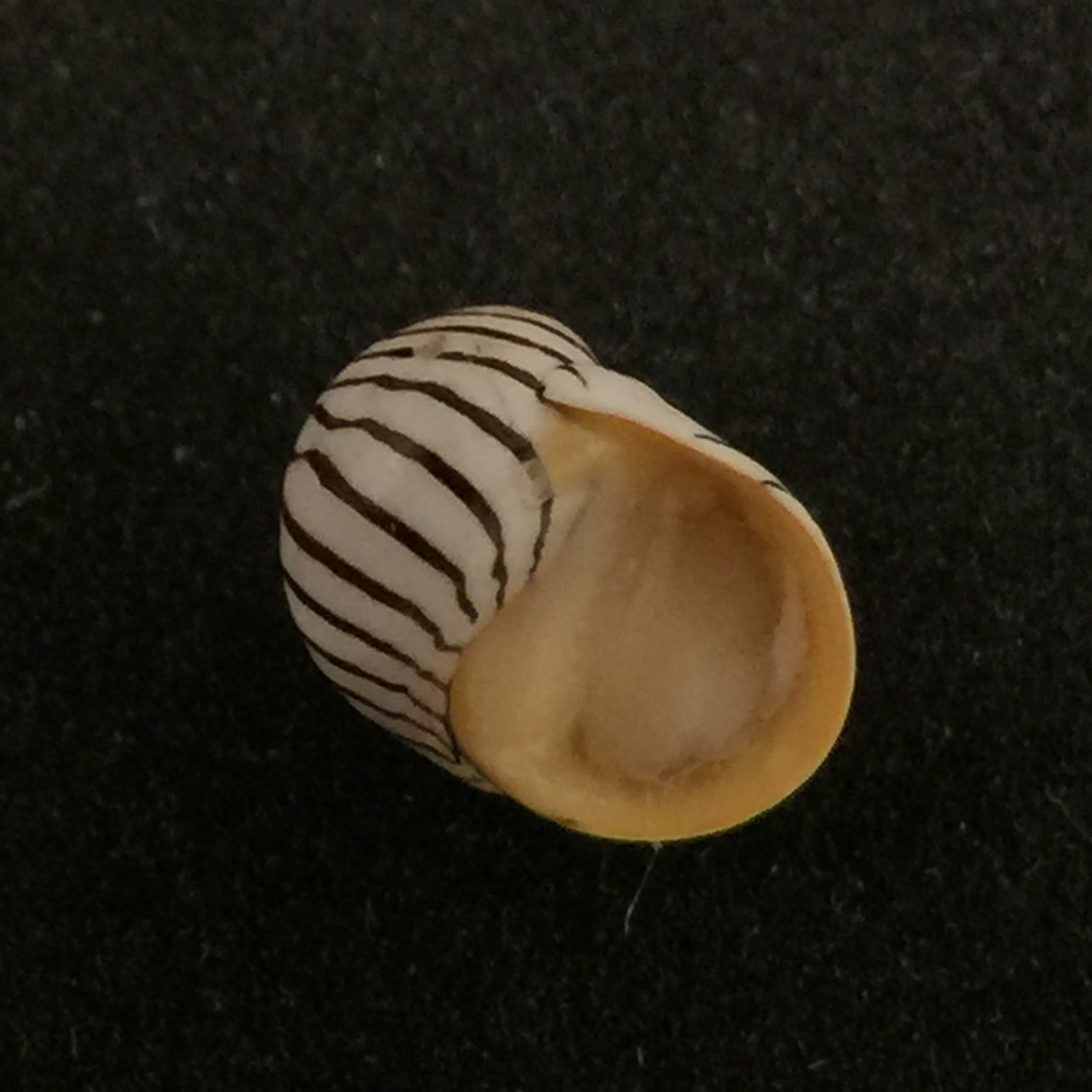 Puperita pupa (Linnaeus, 1758) - 10,3mm