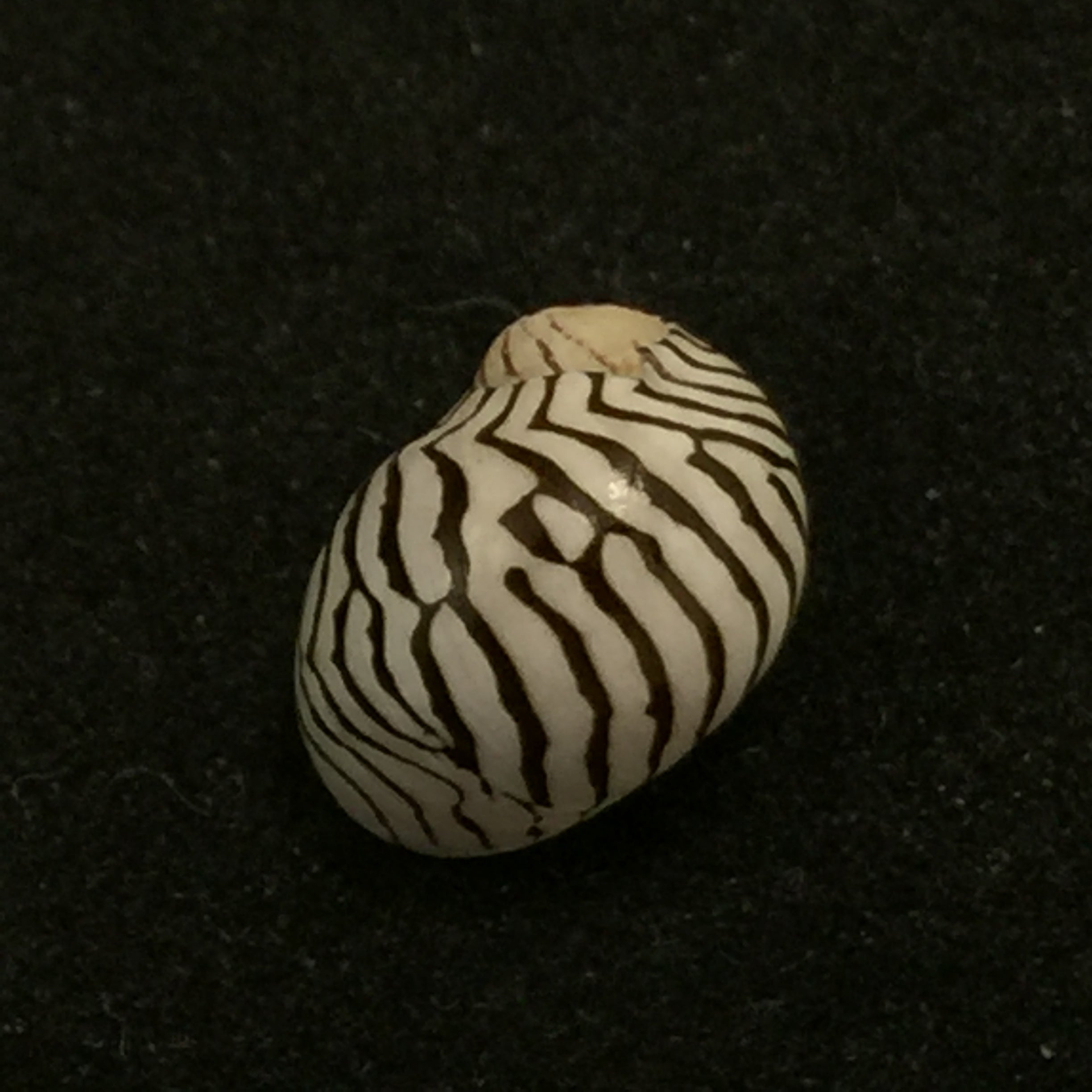 Puperita pupa (Linnaeus, 1758) - 10,2mm