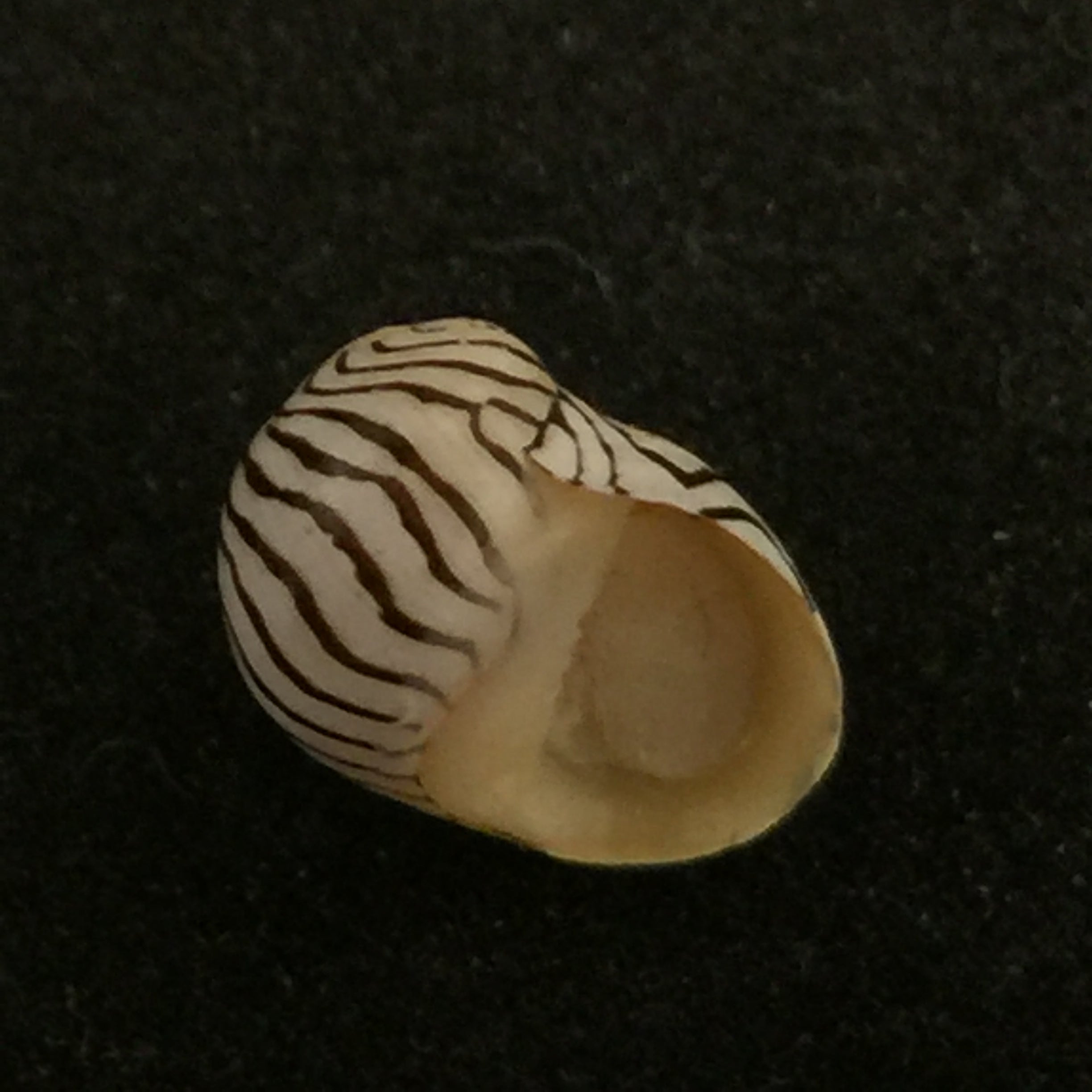 Puperita pupa (Linnaeus, 1758) - 10,2mm