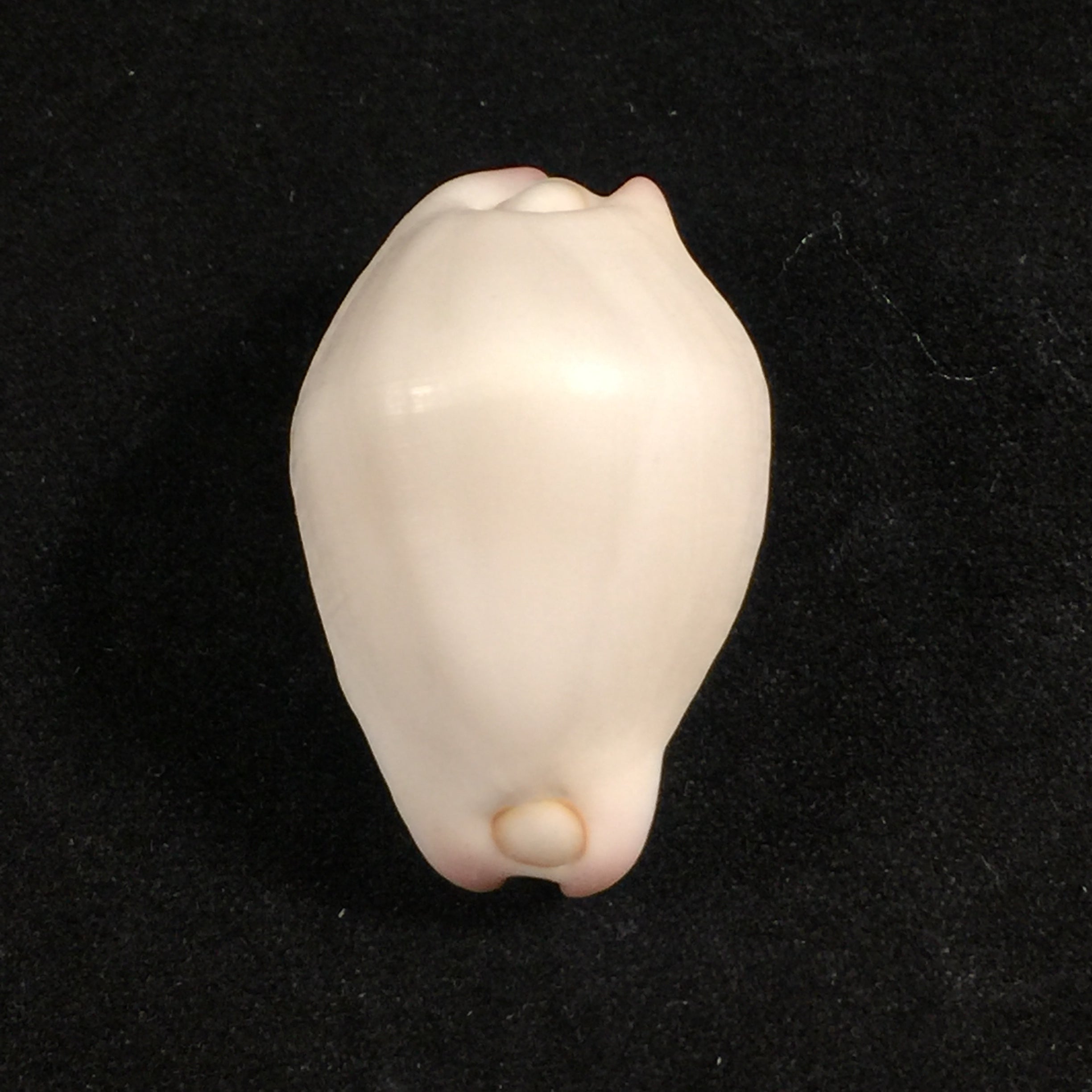 Calpurnus verrucosus (林奈, 1758) - 30,2mm