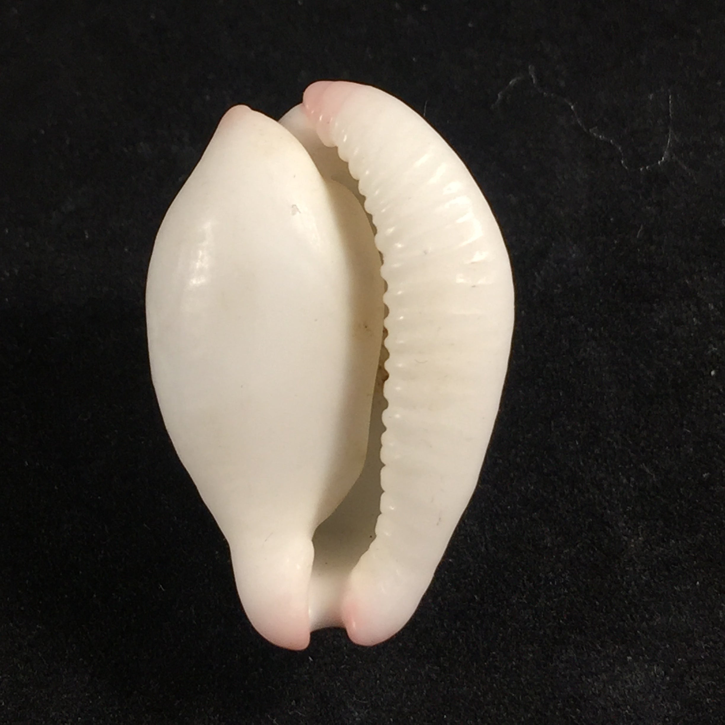 Calpurnus verrucosus (林奈, 1758) - 30,2mm