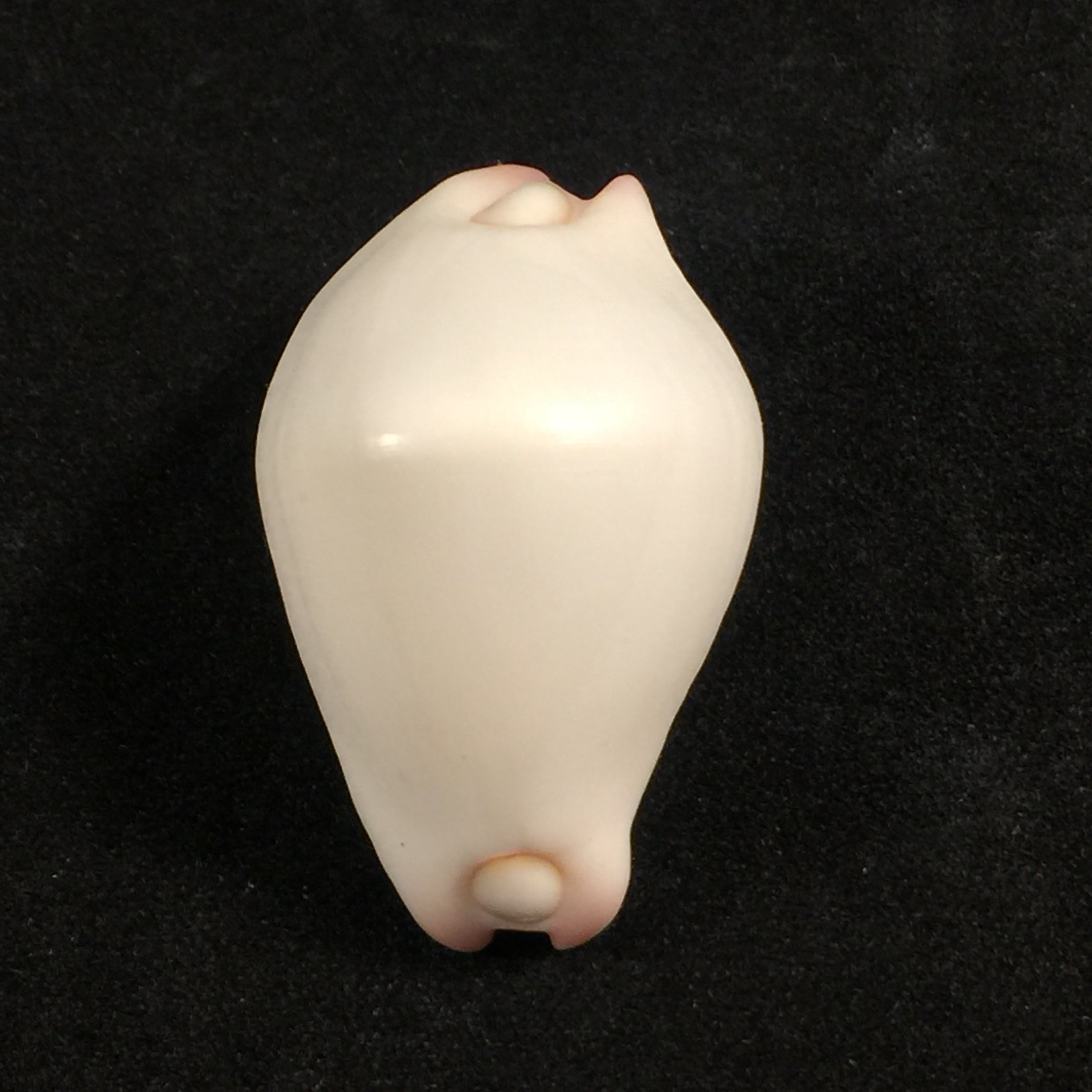Calpurnus verrucosus (林奈, 1758) - 31,7mm