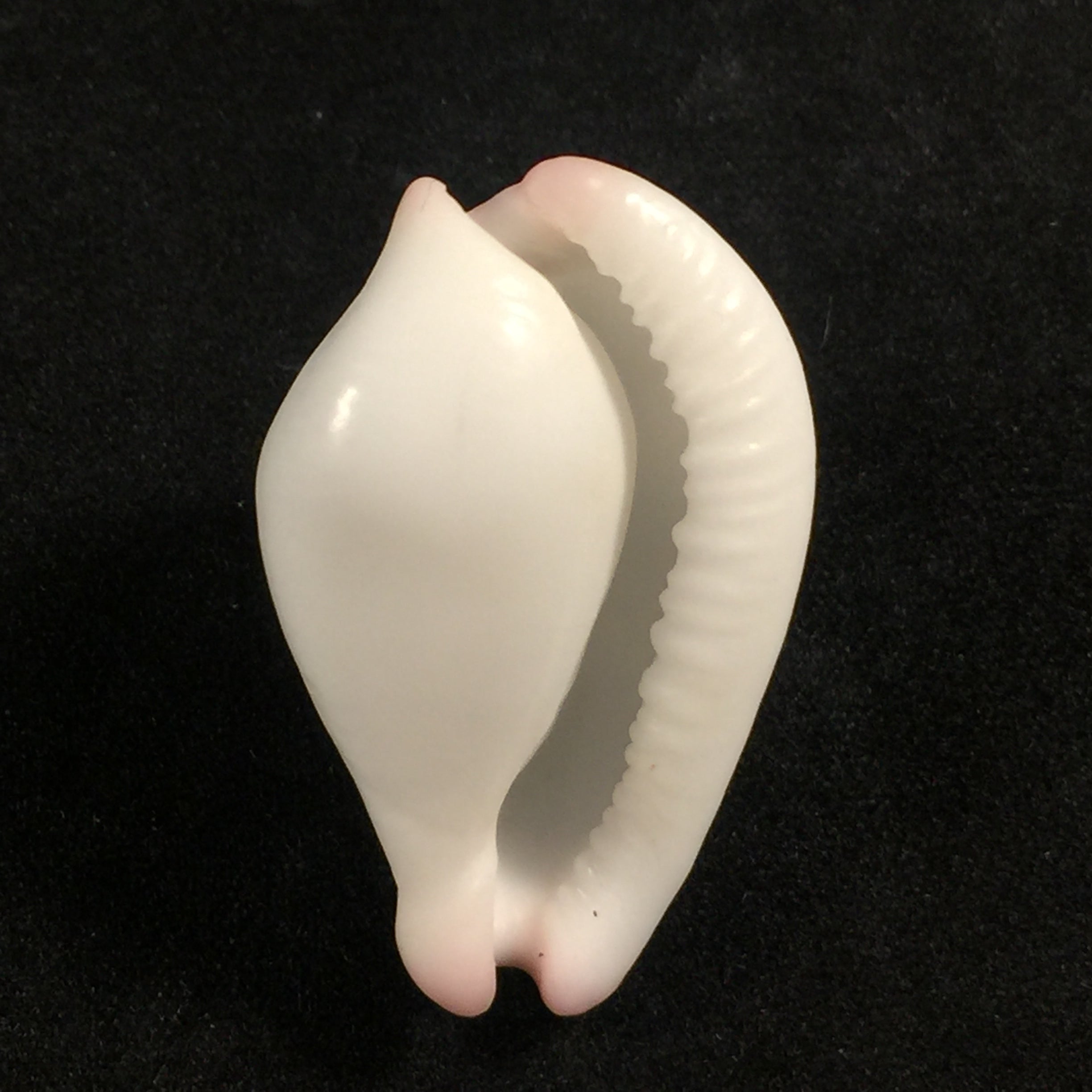 Calpurnus verrucosus (林奈, 1758) - 31,7mm