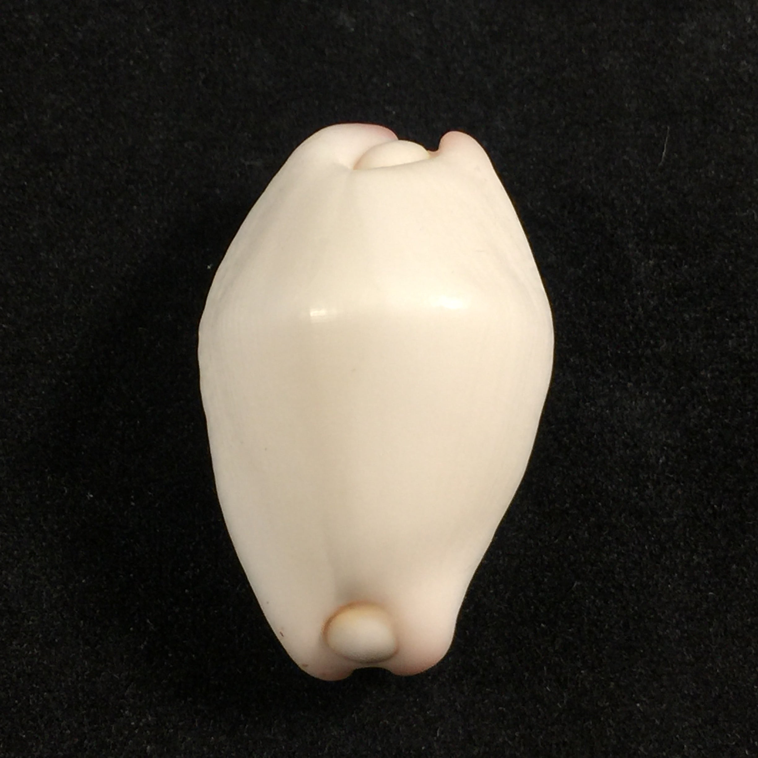 Calpurnus verrucosus (林奈, 1758) - 28,7mm
