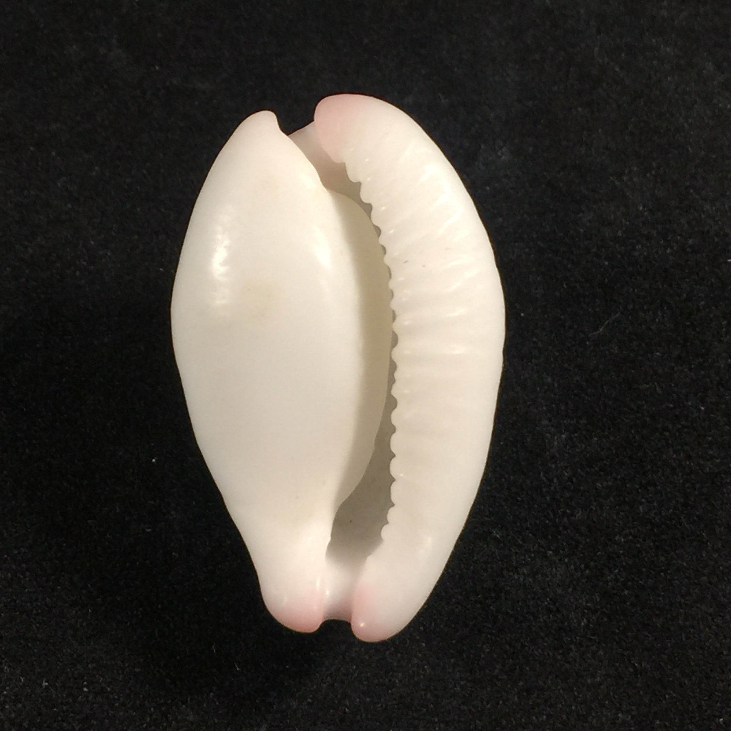 Calpurnus verrucosus (林奈, 1758) - 28,7mm