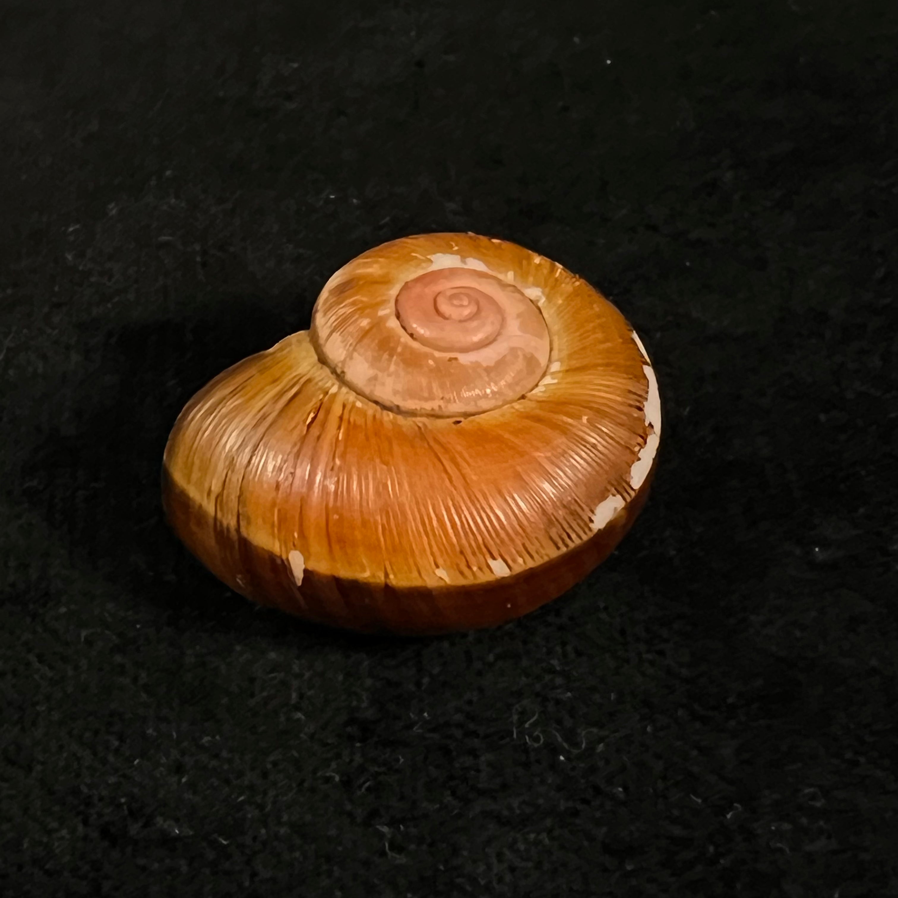 Aperostoma fischeri (伊达尔戈, 1867) - 30,9mm