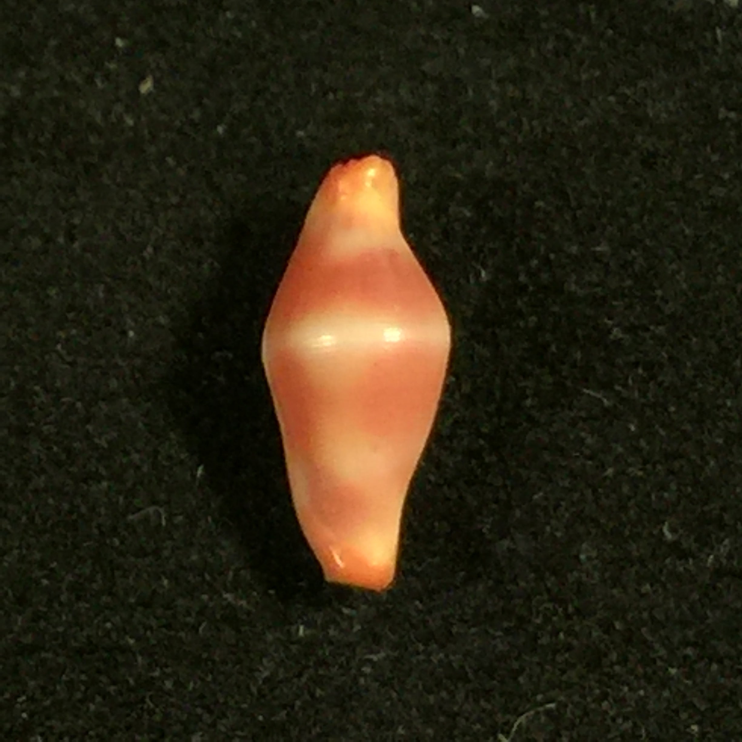 Crenavolva striatula(GB Sowerby I, 1828)- 9,9毫米