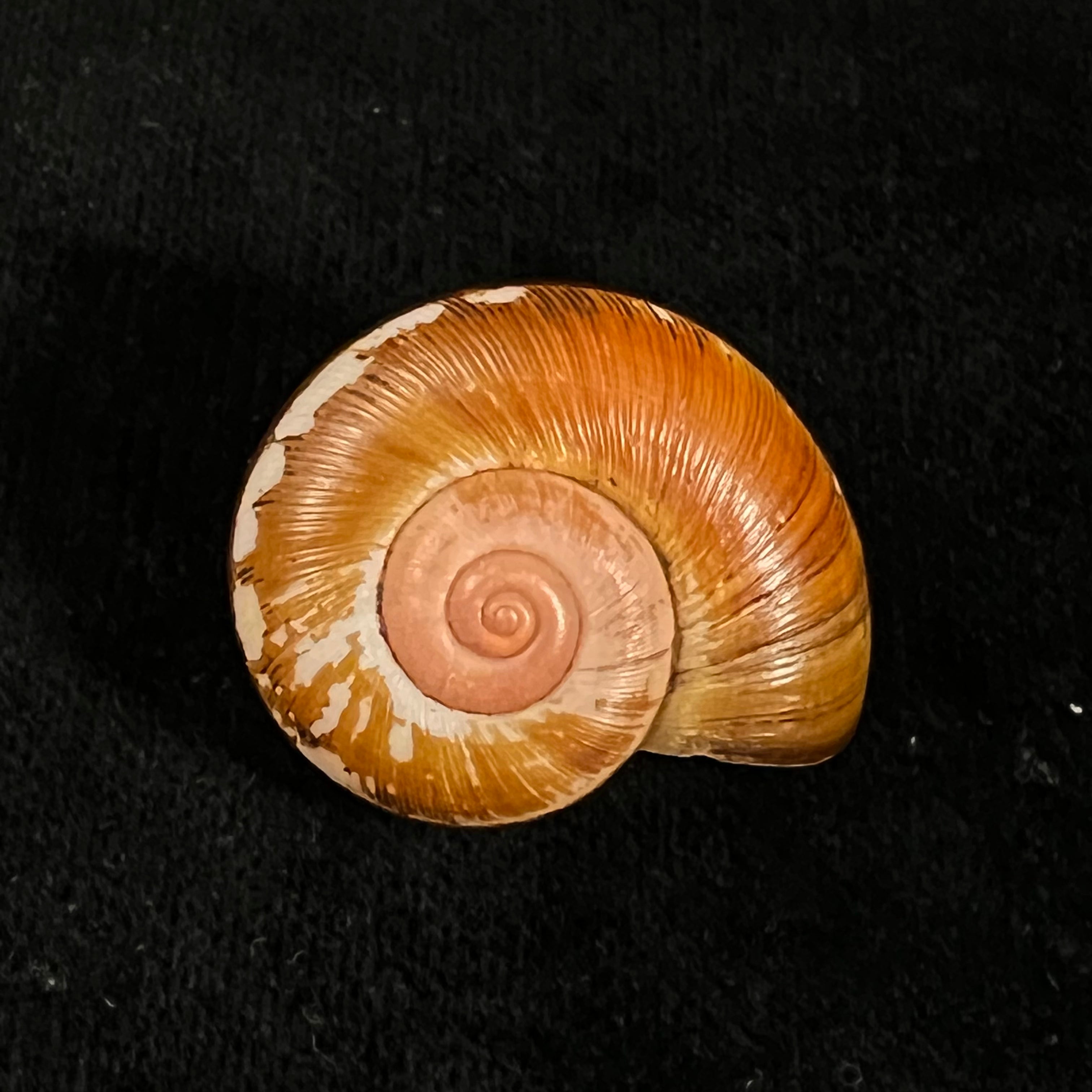 Aperostoma fischeri (伊达尔戈, 1867) - 30,9mm