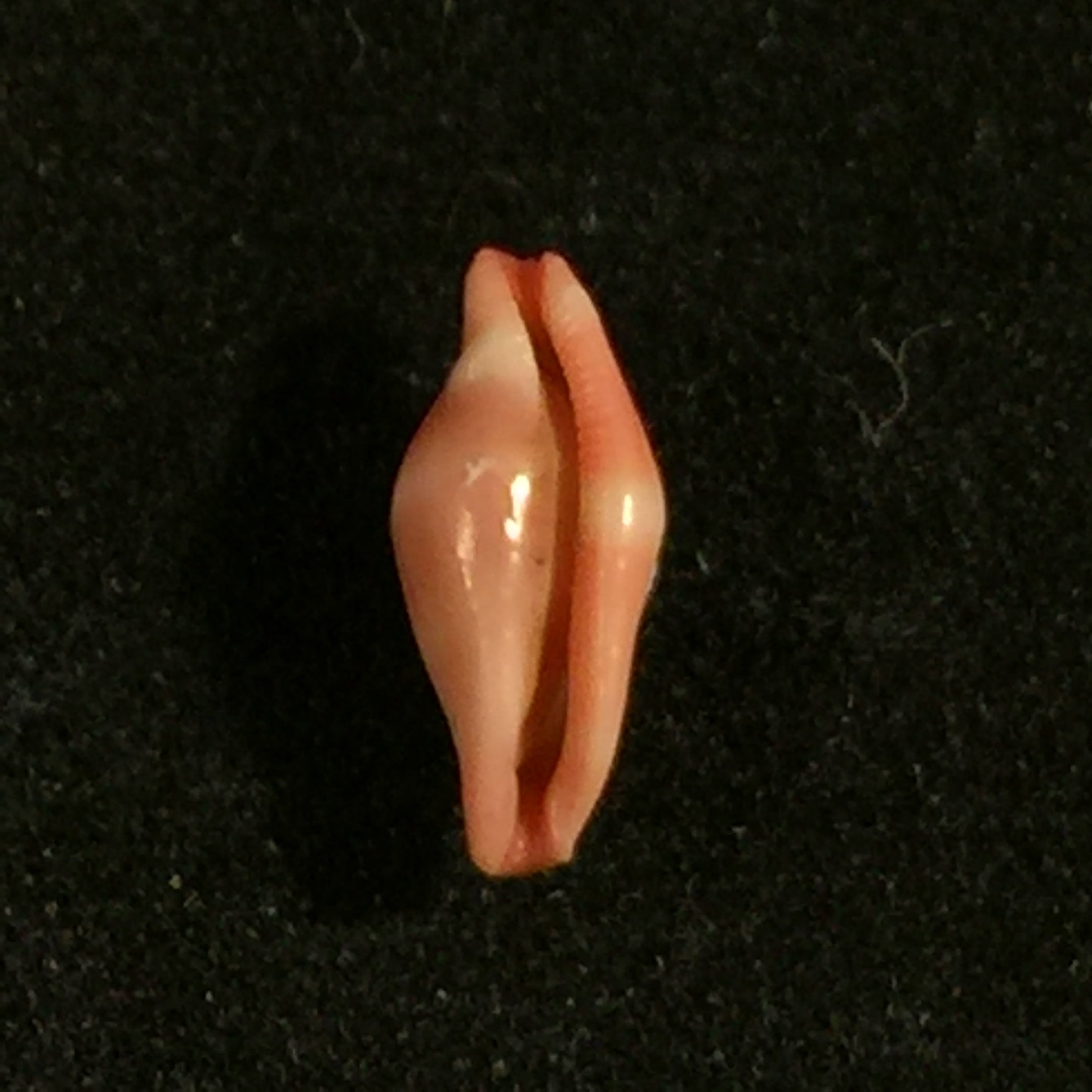 Crenavolva striatula(GB Sowerby I, 1828)- 9,9毫米