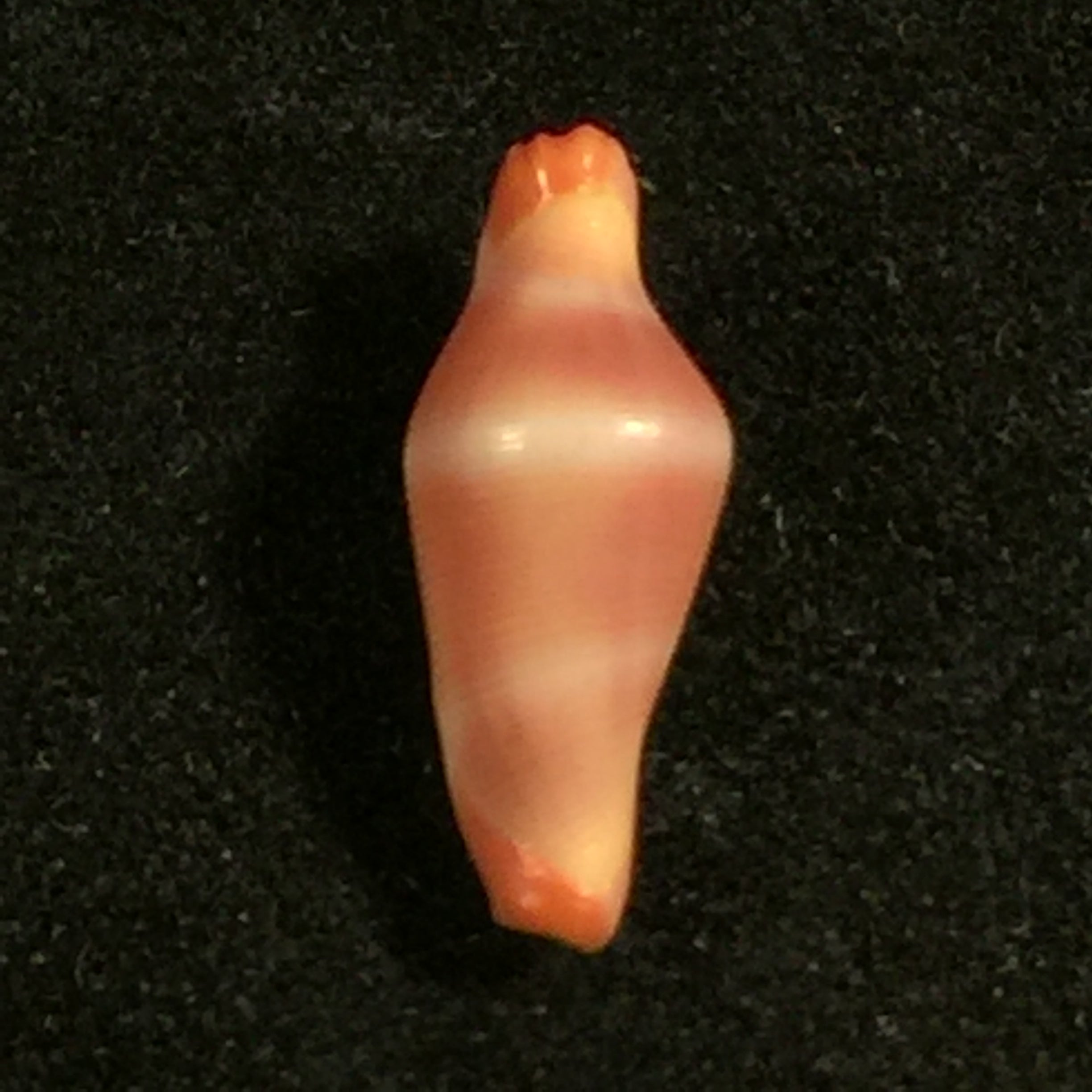 Crenavolva striatula(GB Sowerby I, 1828)- 11,5毫米