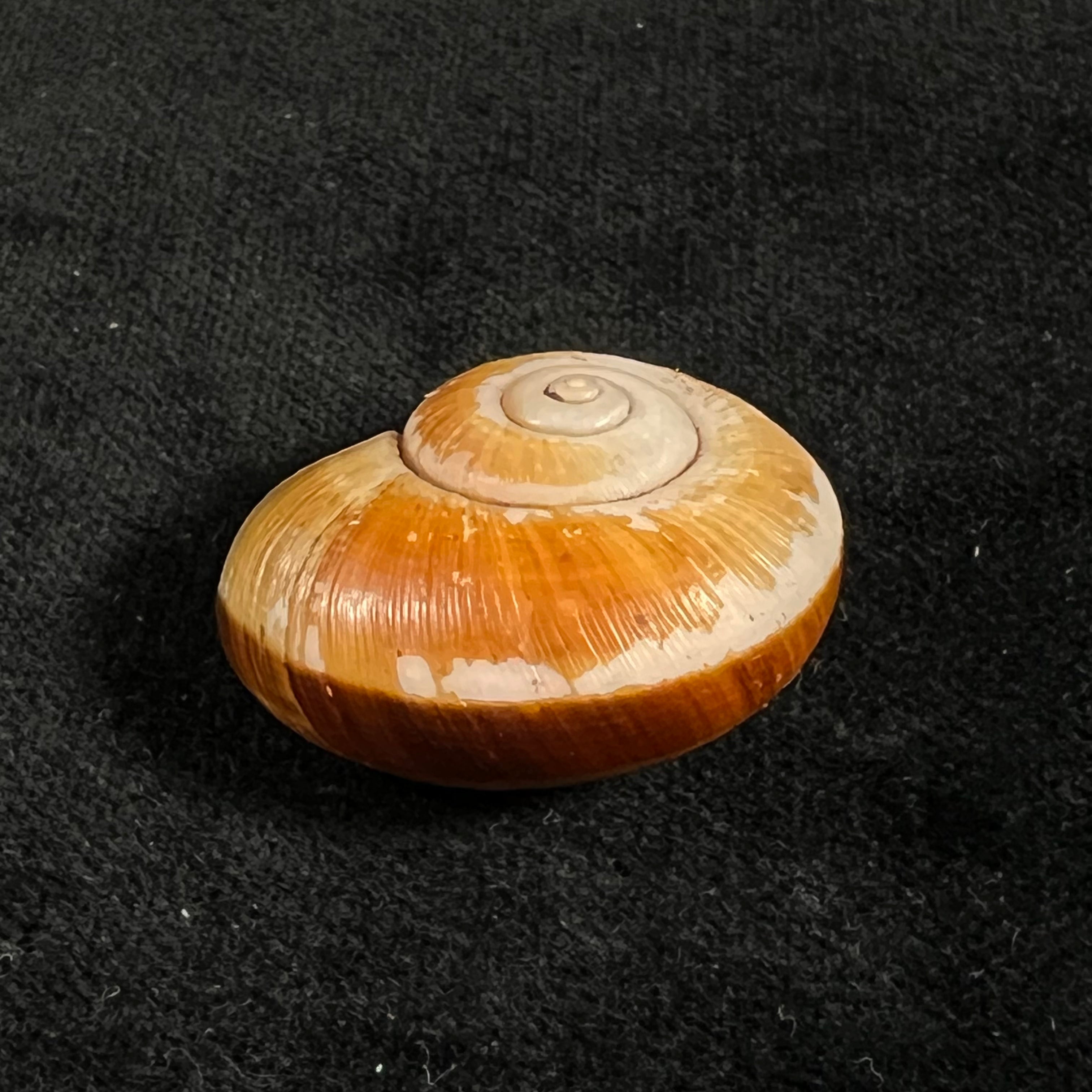 Aperostoma fischeri (伊达尔戈, 1867) - 30,7mm