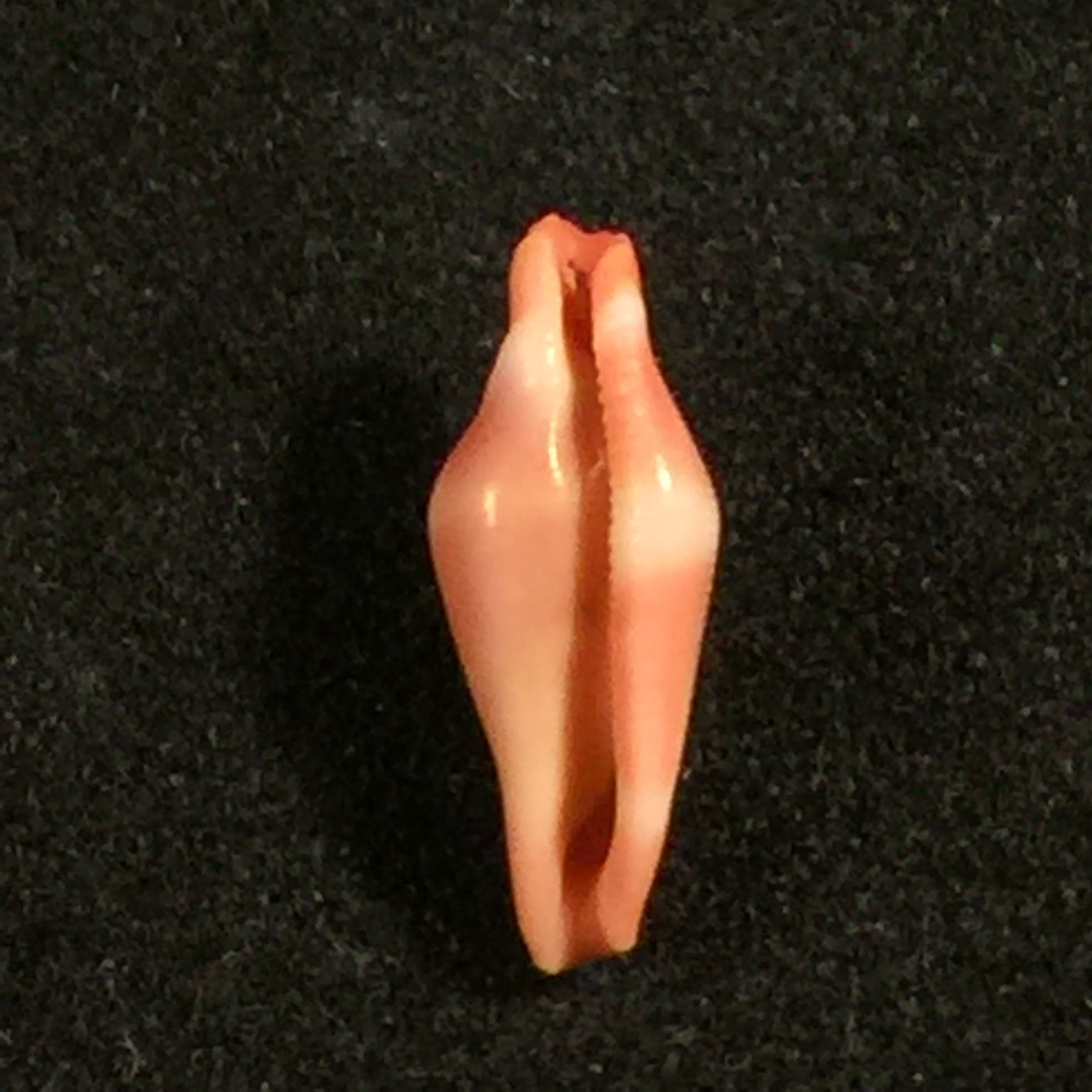 Crenavolva striatula(GB Sowerby I, 1828)- 11,5毫米