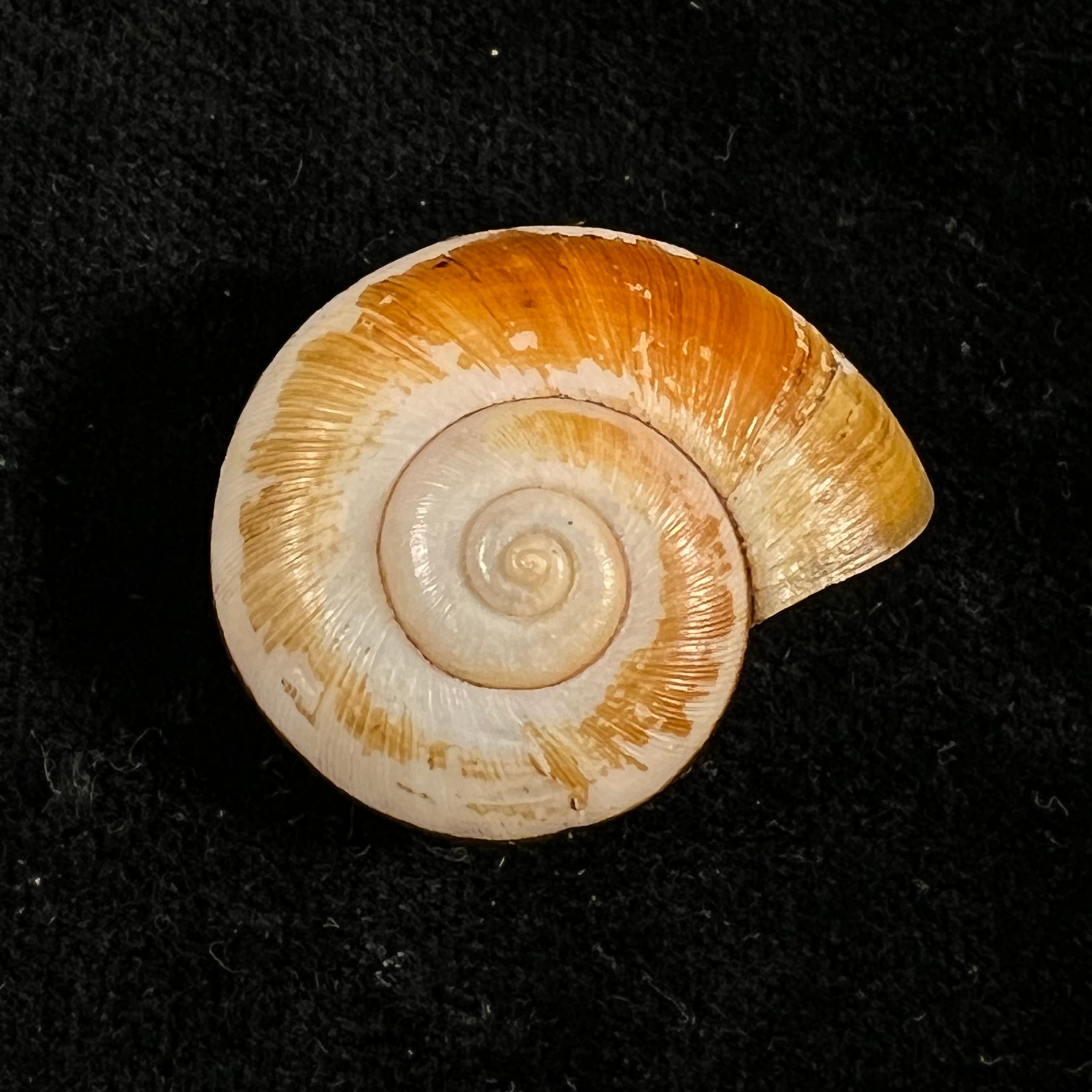 Aperostoma fischeri (伊达尔戈, 1867) - 30,7mm