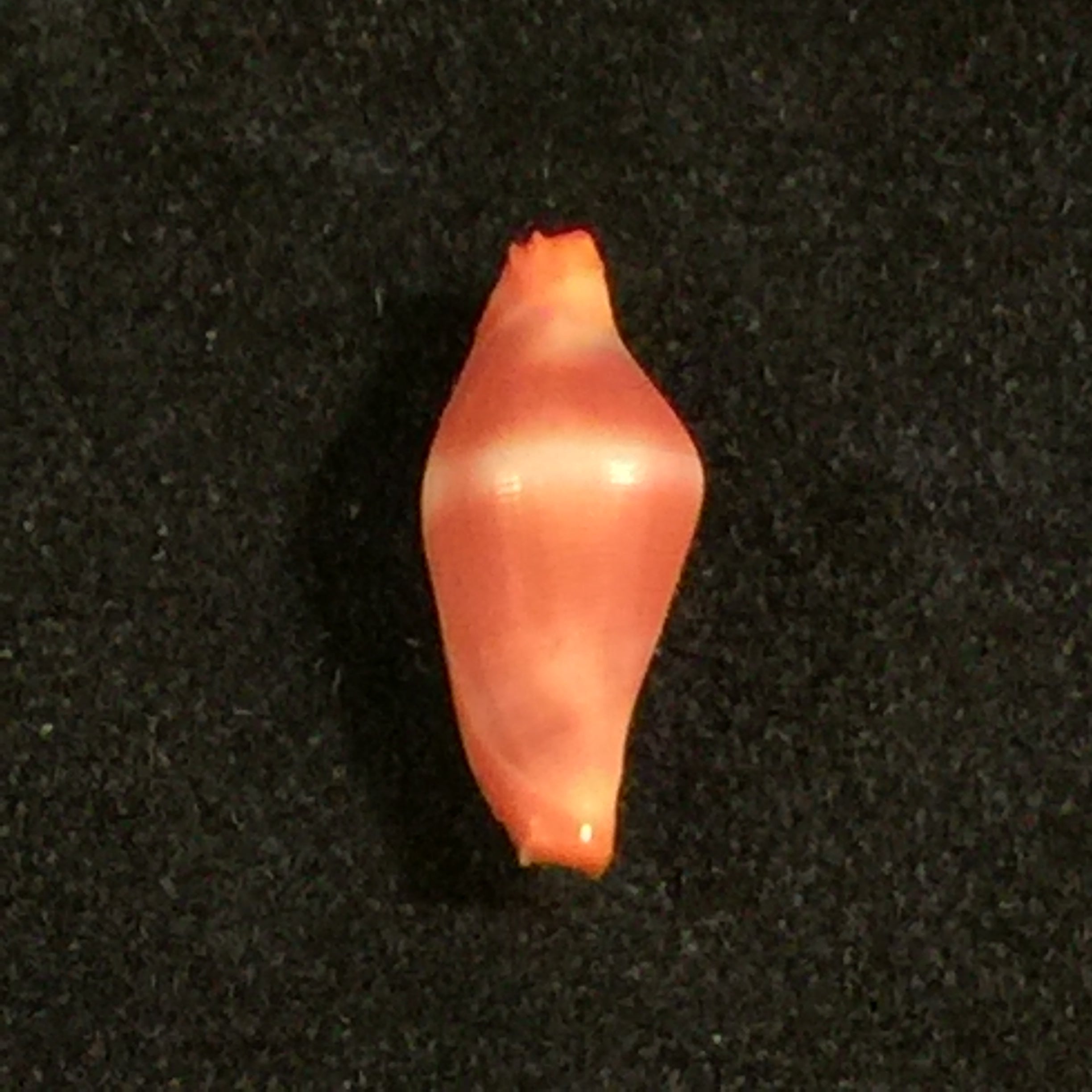 Crenavolva striatula(GB Sowerby I, 1828)- 11,1毫米