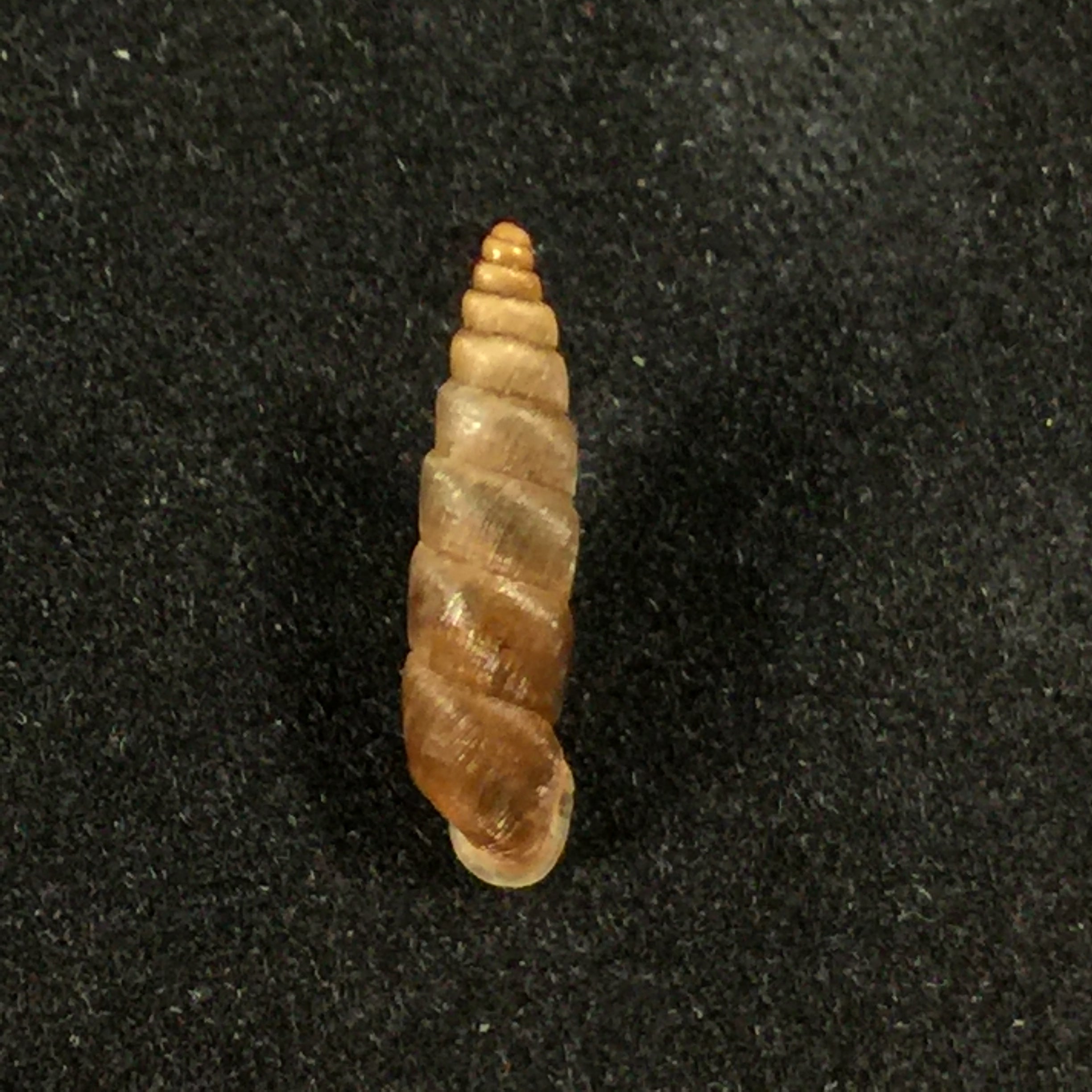 Parabalea pilsbryi laraosensis Weyrauch, 1960 - 13,5毫米